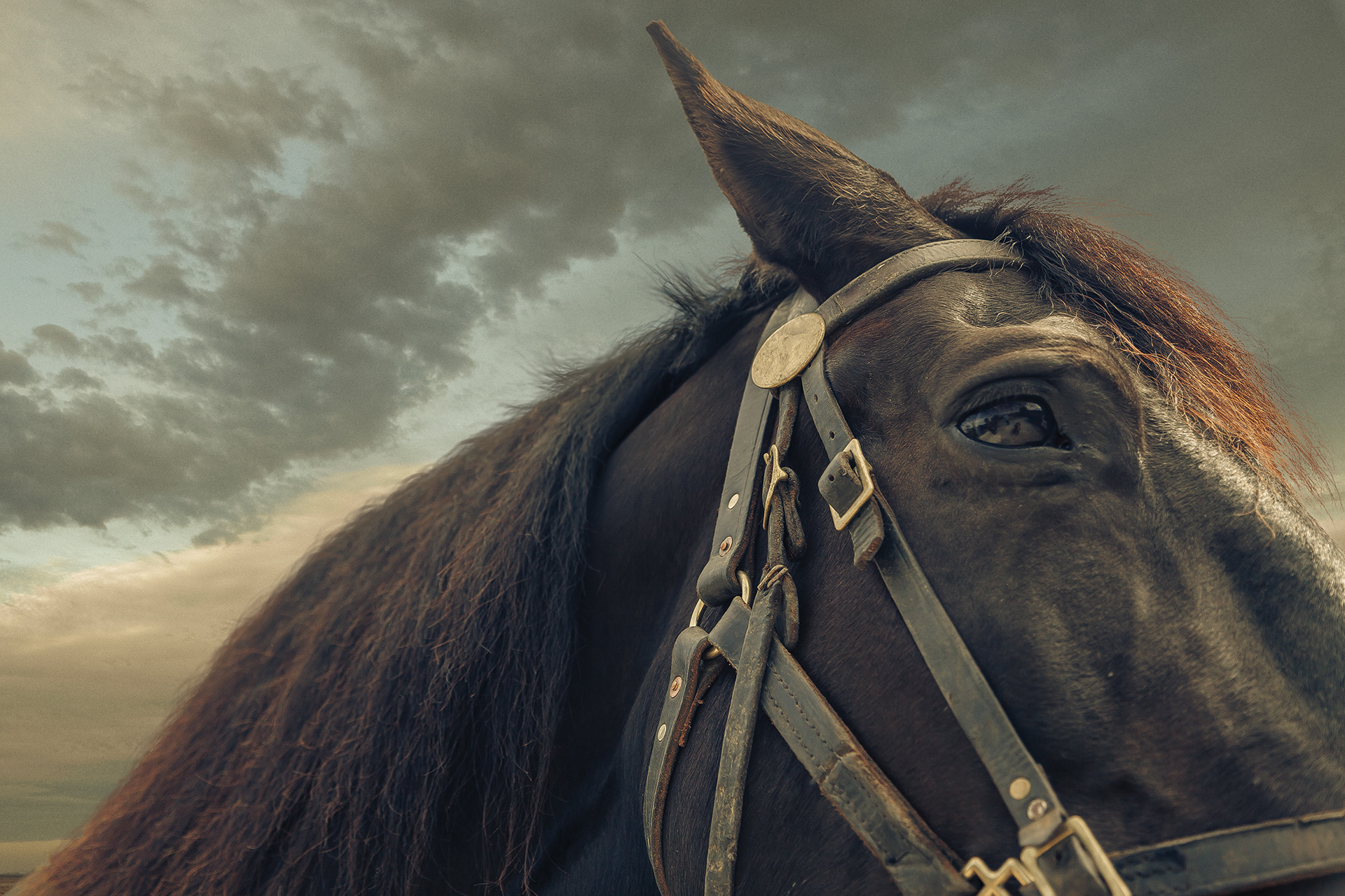 Milwaukee Mounted Police poster series image