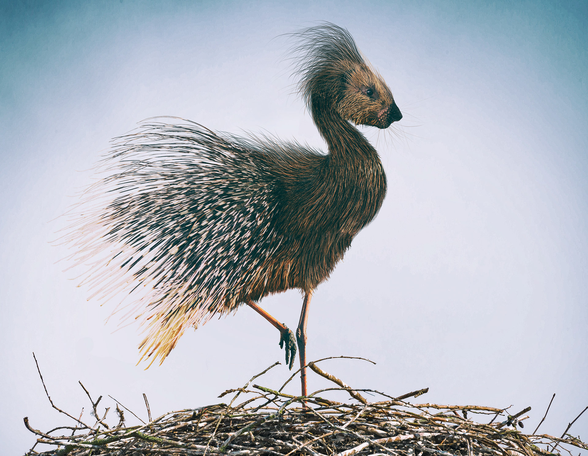  Spirit Animal online game for Laughlin.com