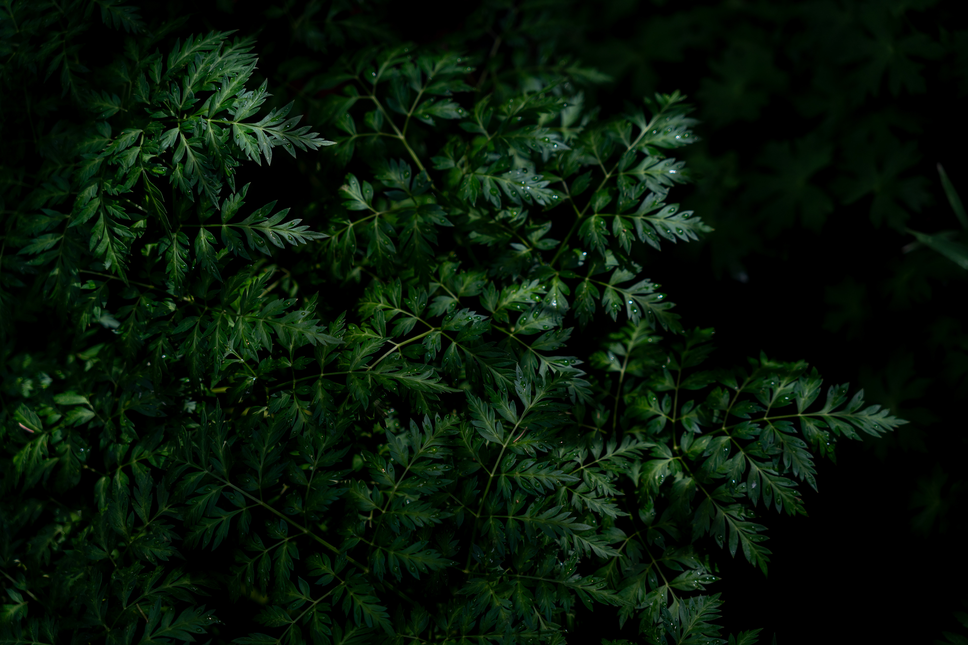 Colorado Fern