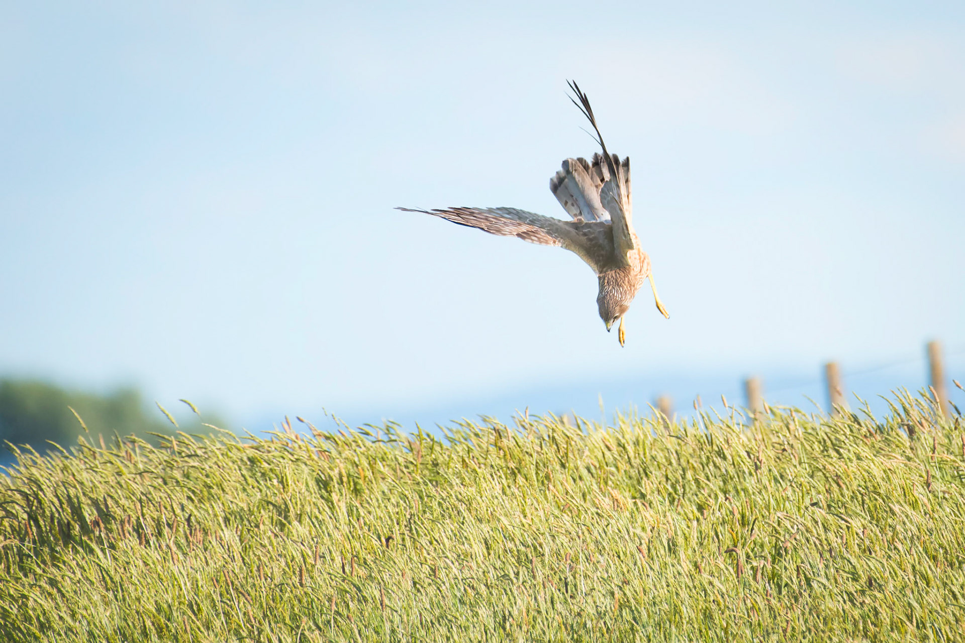 Harrier diving for mice