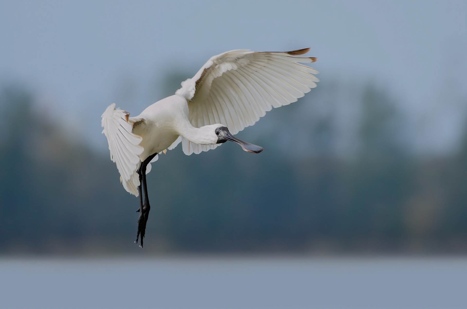 Spoonbill landing
