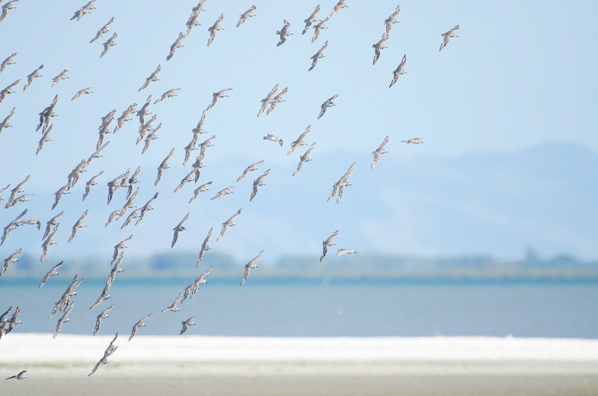 Wrybills landing