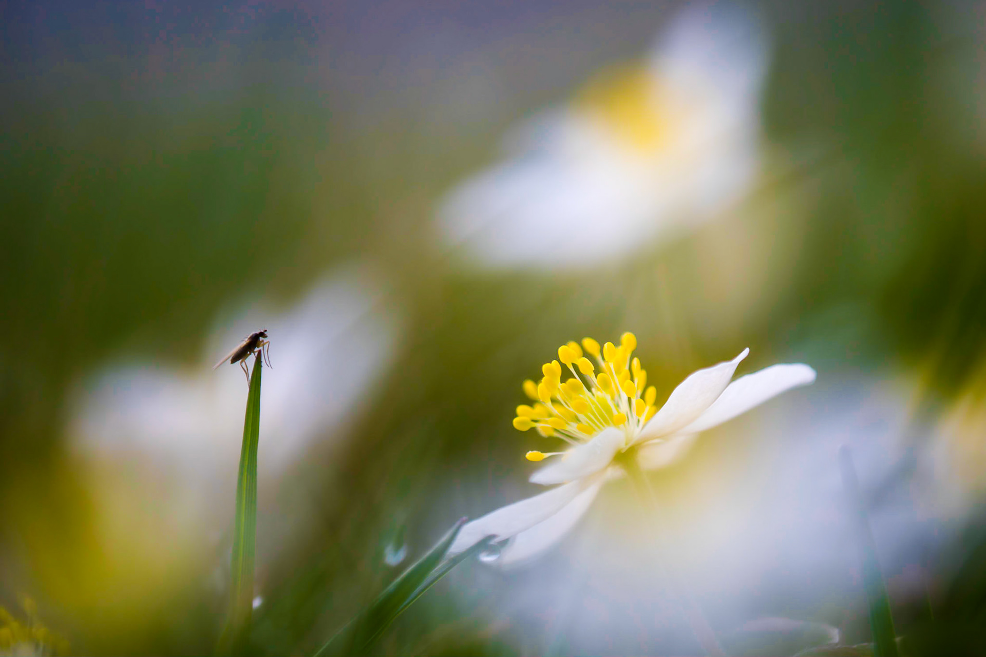 Smal fly with a wood anemone on a spring meadow.