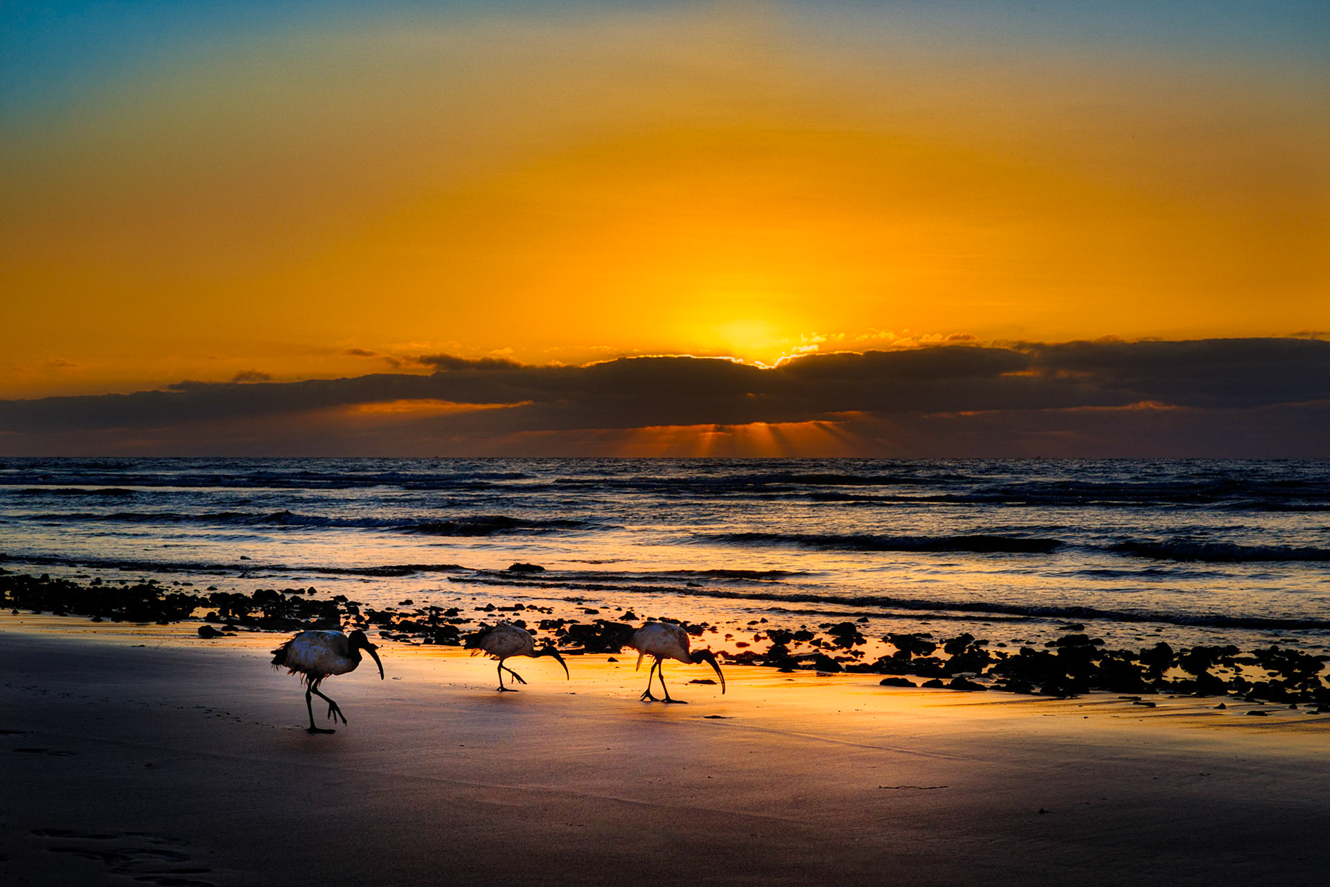 Ein Trupp Heiliger Ibisse (Threskiornis aethiopicus) spaziert bei Sonnenaufgang auf Nahrungssuche den Playa de Jandia entlang.(Selber fotografieren im Fotokurs auf Fuerteventura: https://youtu.be/uSB40FLrYu4)
