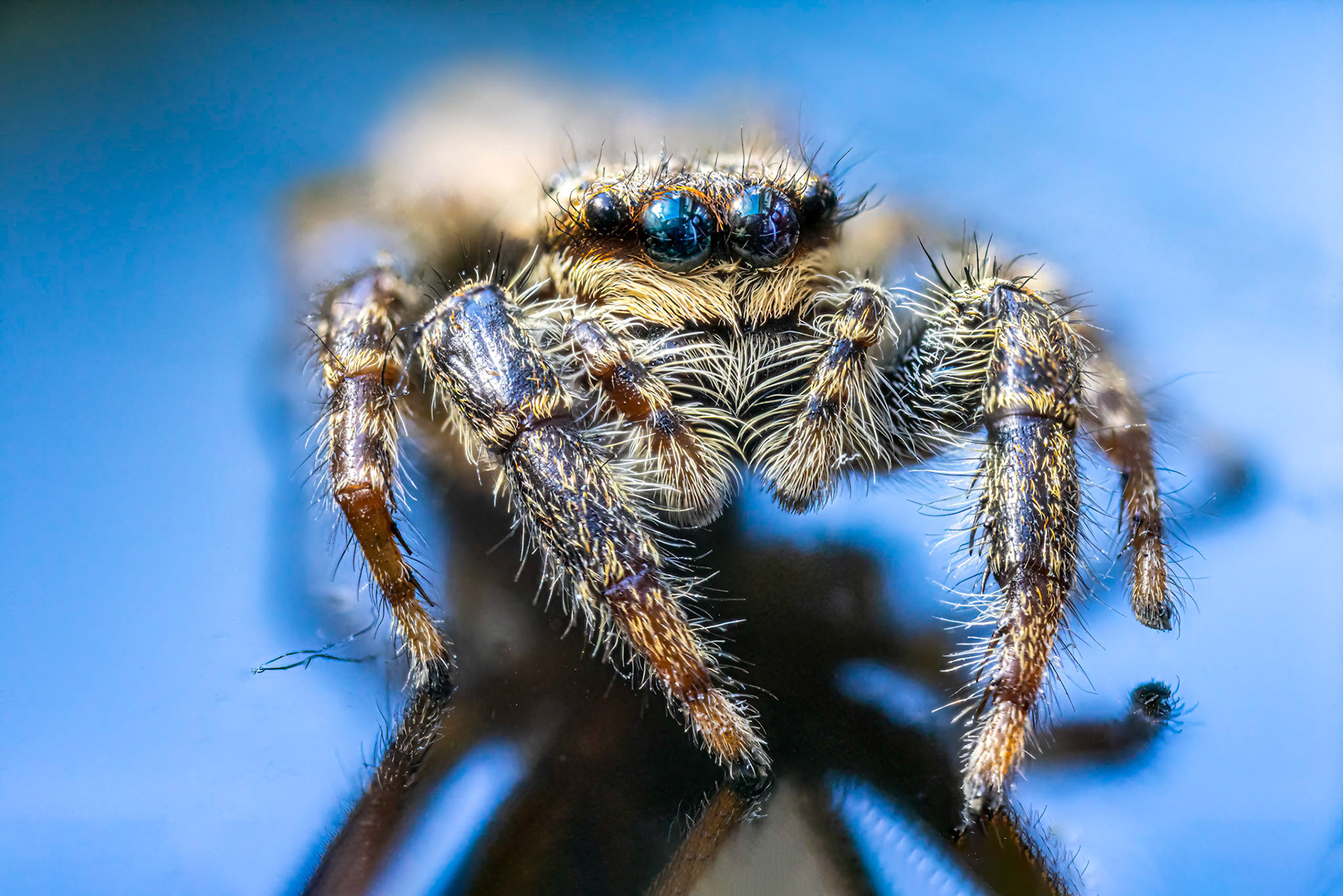 Braune Rindenspringspinne (w)