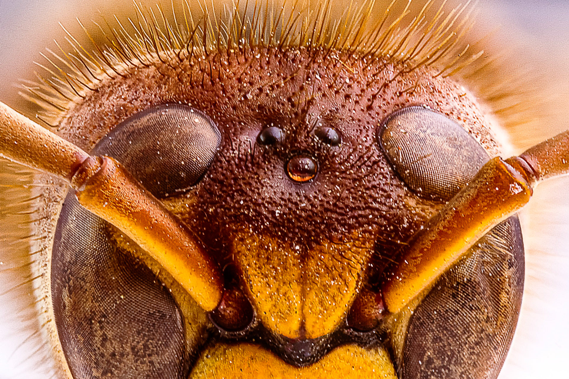 Forehead of a Hornet. Focus Stacking made of 59 images.