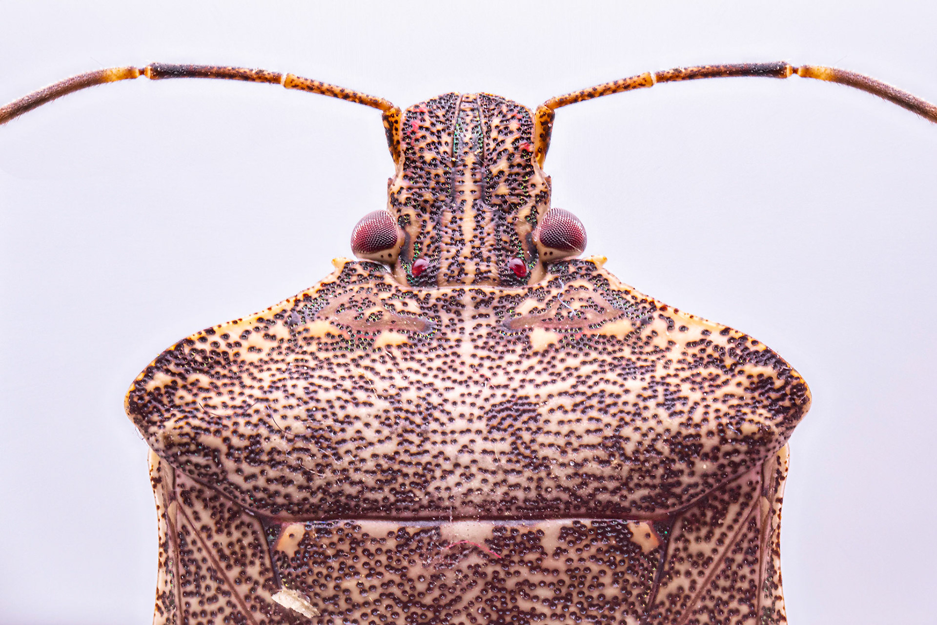 The monster from outer space ;-) Focus Stacking made of 34 Images.