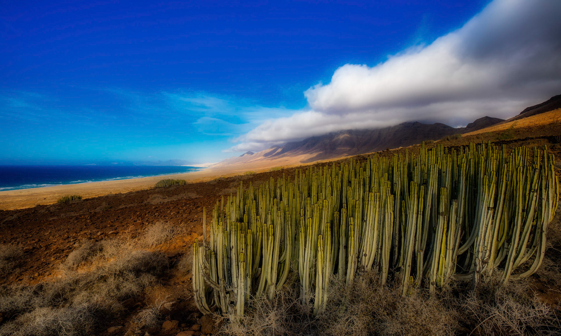 Canary Island spurge on the way down to Playa de Cofete.