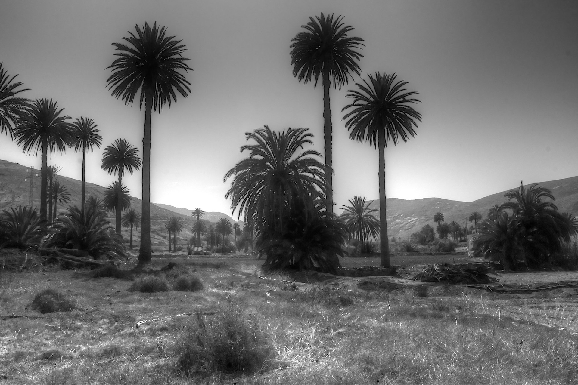 Palms in the valley of the Rio Palmas