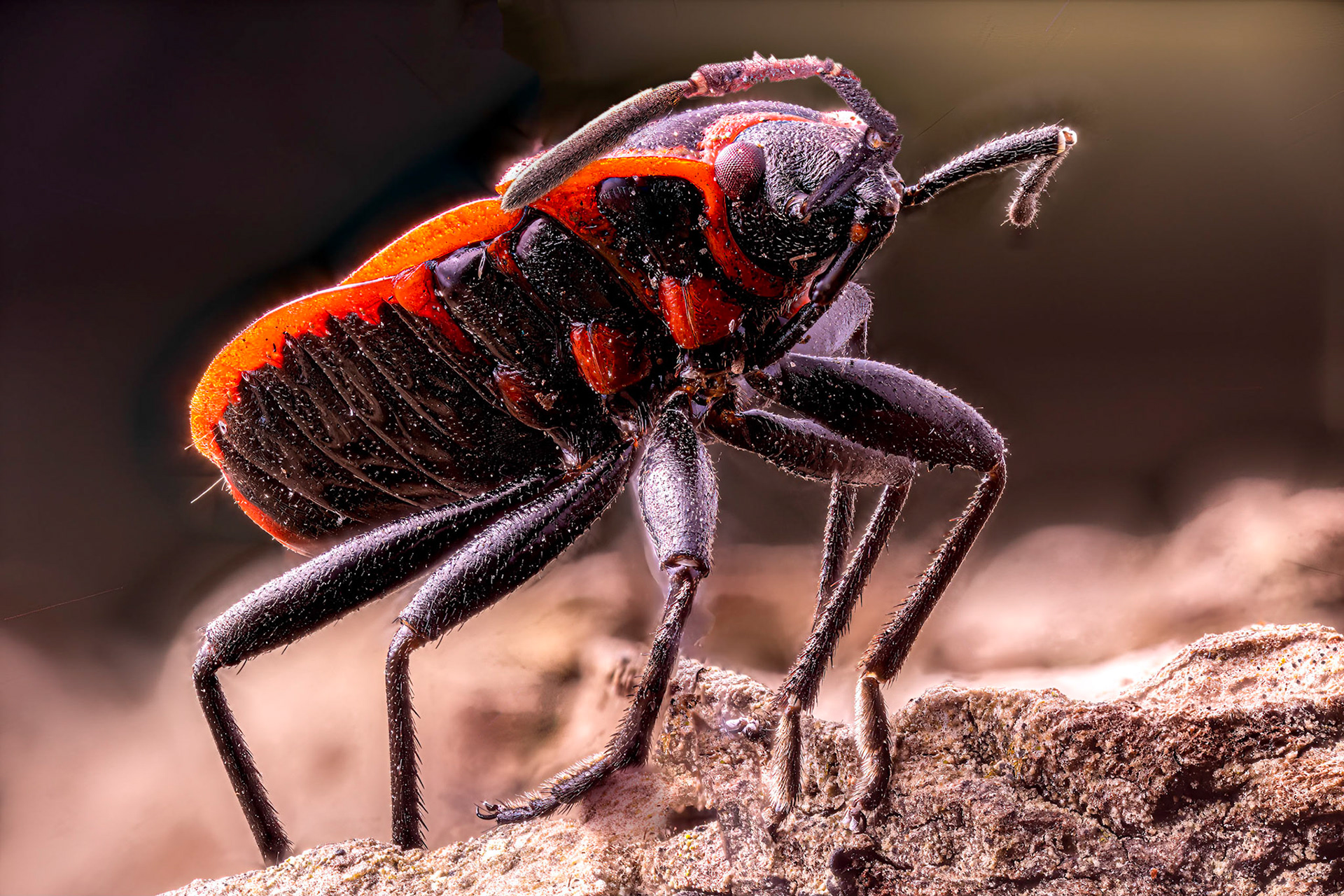 Firebug on root. Focus Stacking of 74 images.
