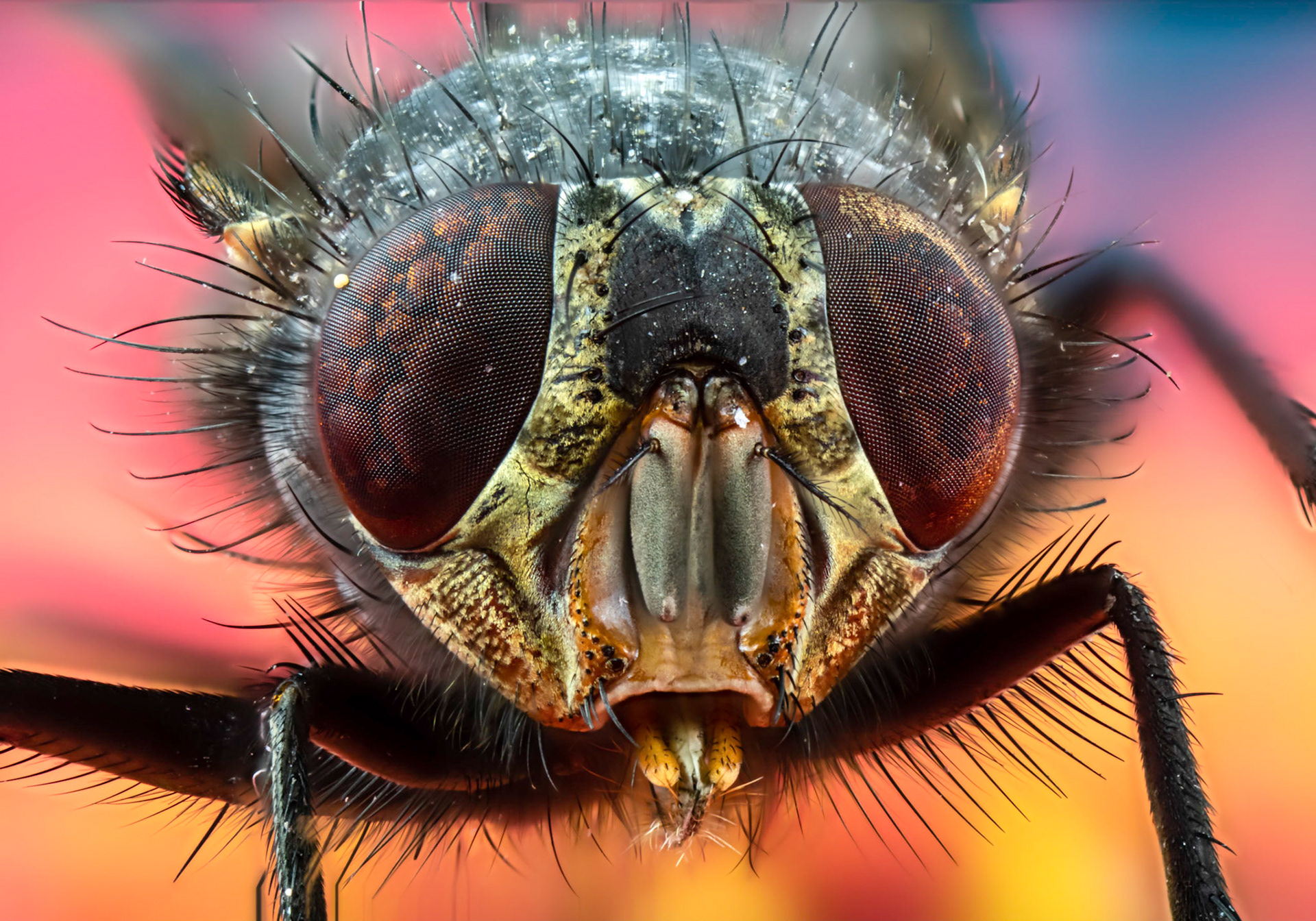Common flesh fly (Sarcophaga carnaria). Focus Stacking image made from 150 images.