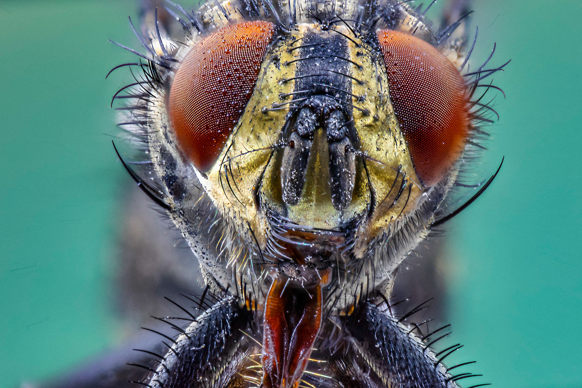 Portrait of a housefly.