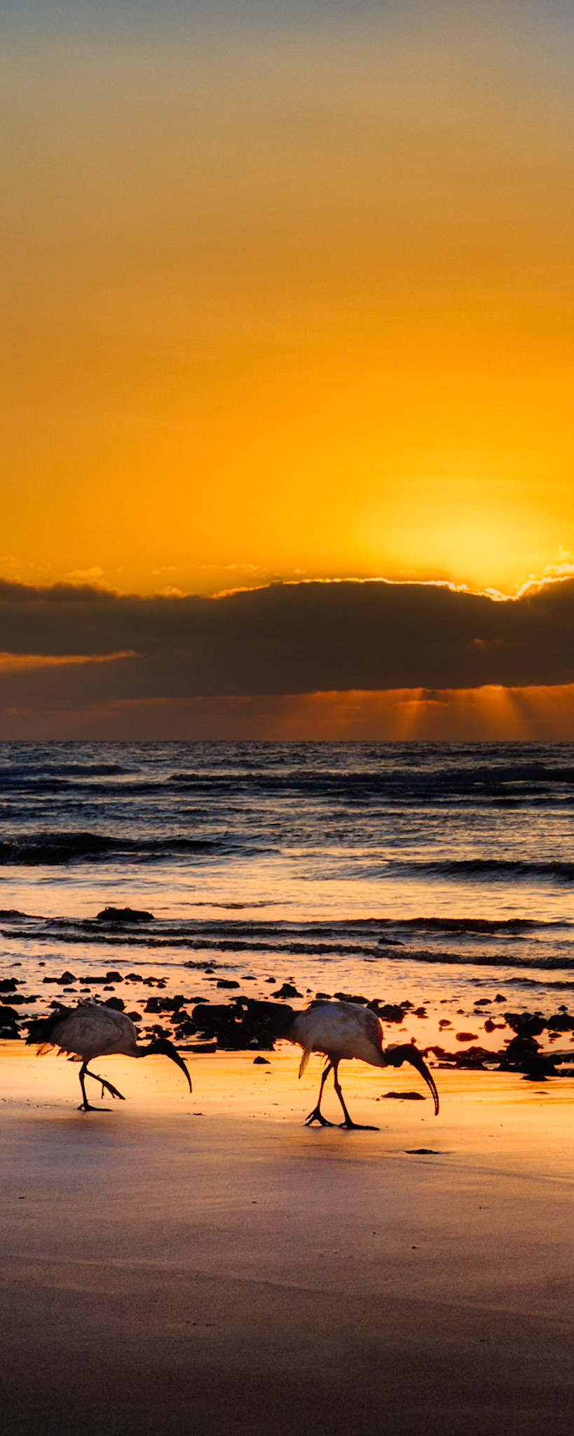 Ein Trupp Heiliger Ibisse (Threskiornis aethiopicus) spaziert bei Sonnenaufgang auf Nahrungssuche den Playa de Jandia entlang.(Selber fotografieren im Fotokurs auf Fuerteventura: https://youtu.be/uSB40FLrYu4)
