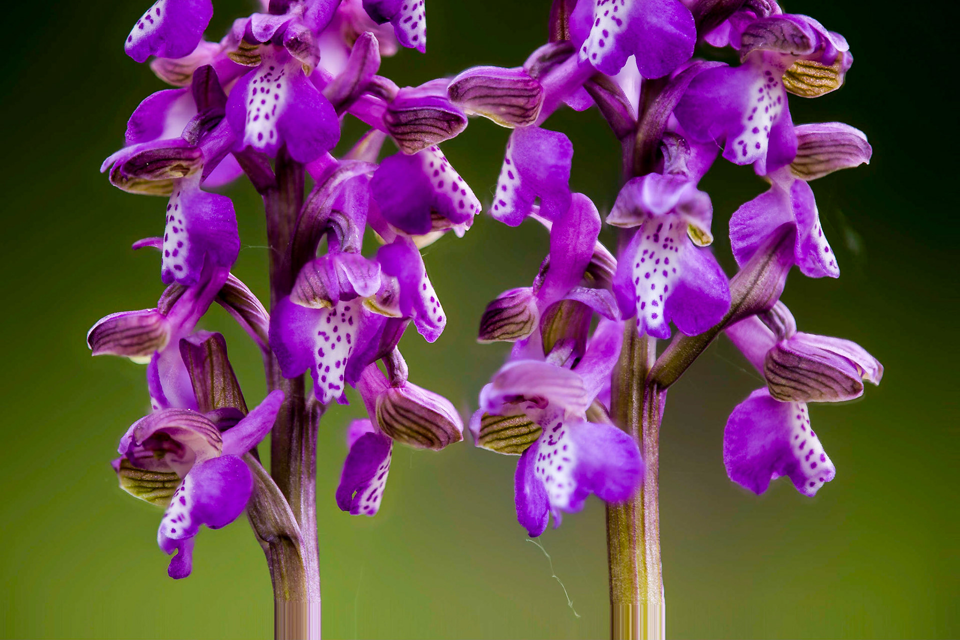 The picture was combined from 7 pictures with different focus using Helicon Focus.