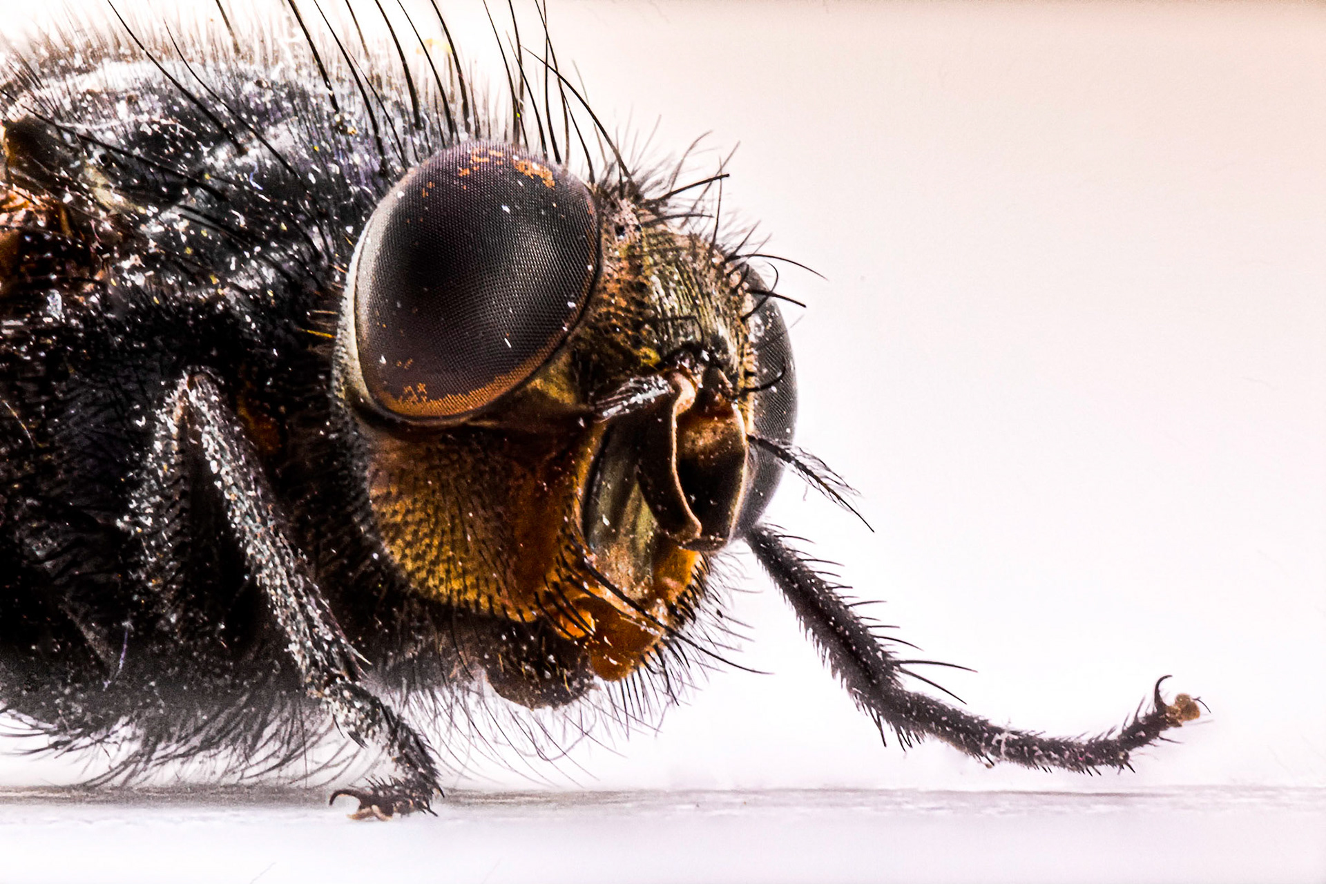 Focus Stacking of a housefly (Musca domestica) made of 147 images