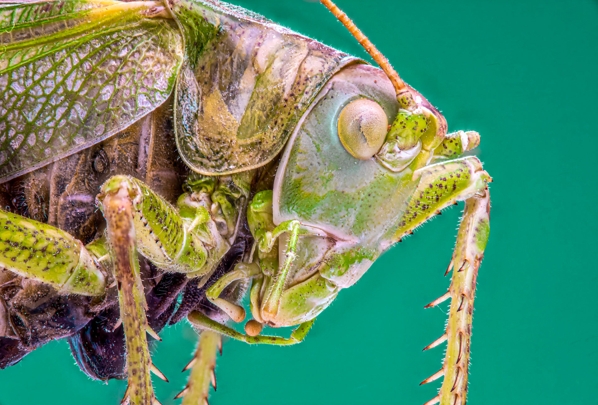 Focus Stacking of great green bush-cricket made of 113 single images.