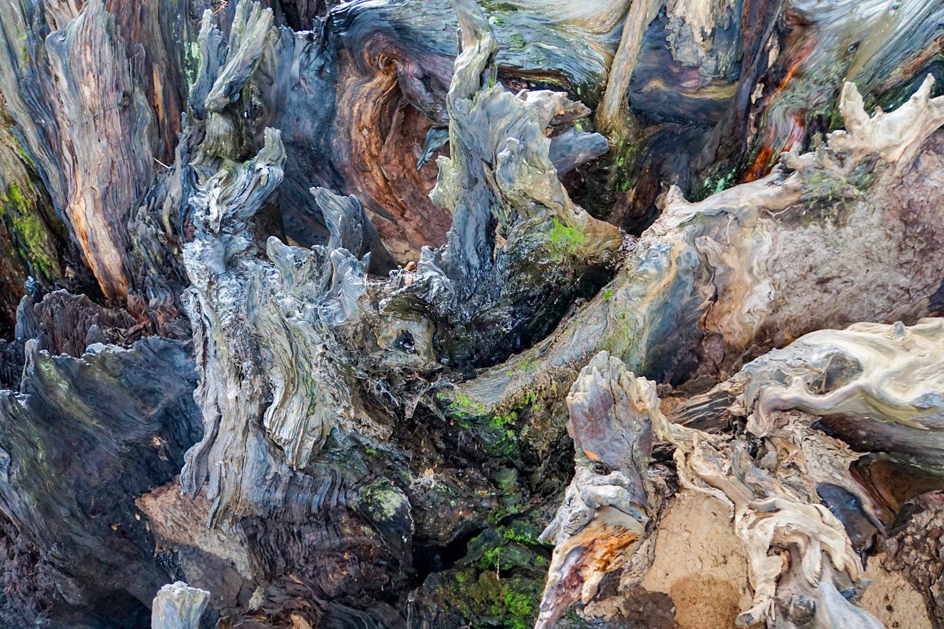 Sequoia Root System