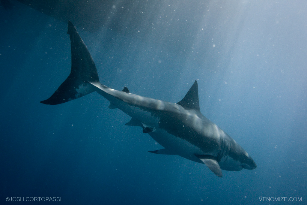 INTO THE DEPTHS - GUADALUPE ISLAND, MEXICO