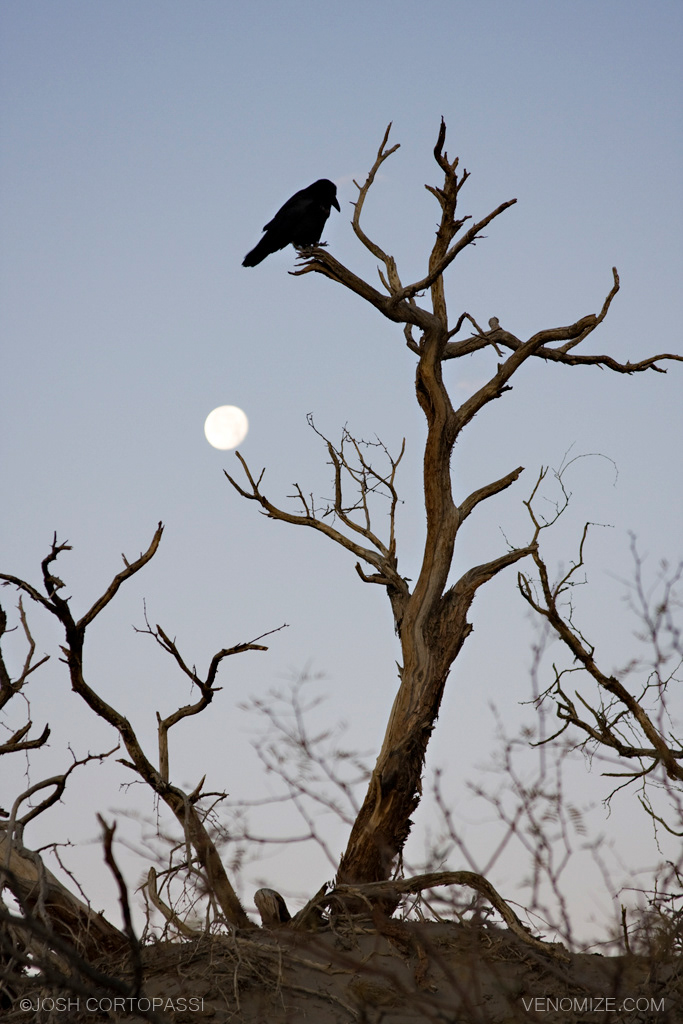 MOONRISE - DEATH VALLEY, CA