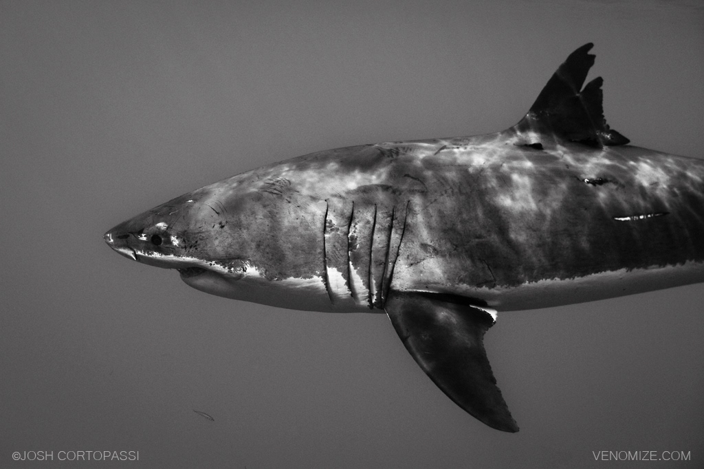 CAL RIPFIN - GUADALUPE ISLAND, MEXICO