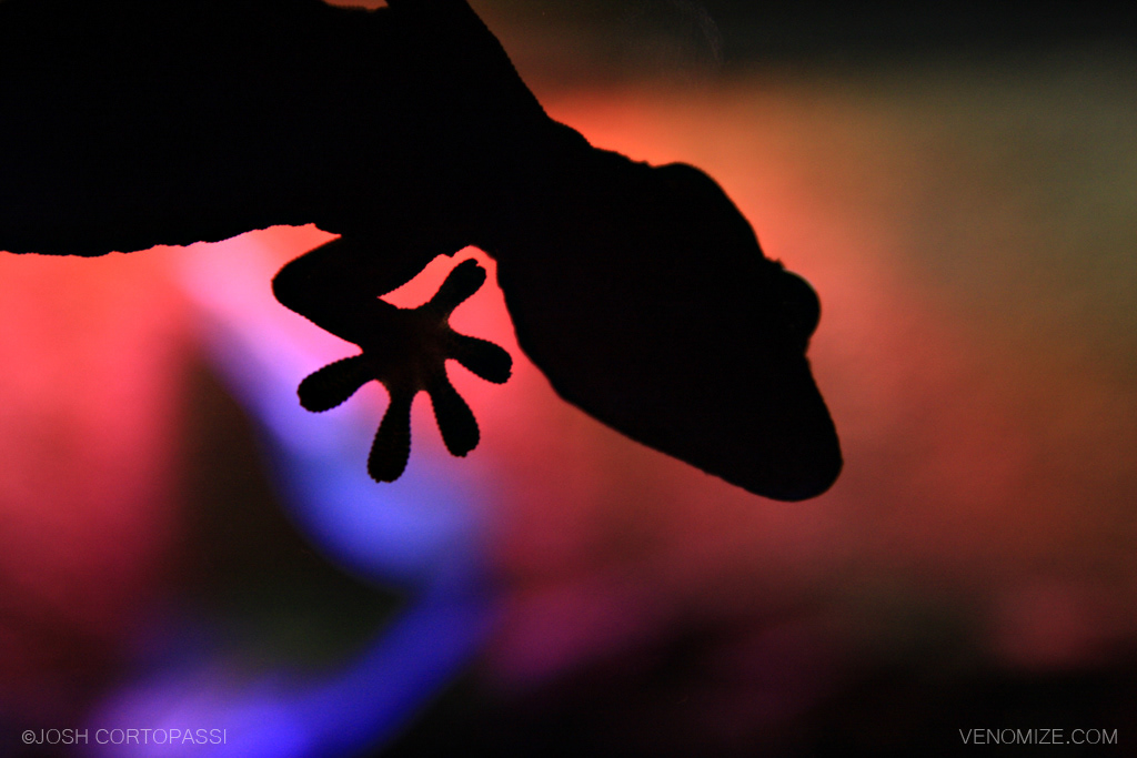 GECKO - DARWIN, AUSTRALIA