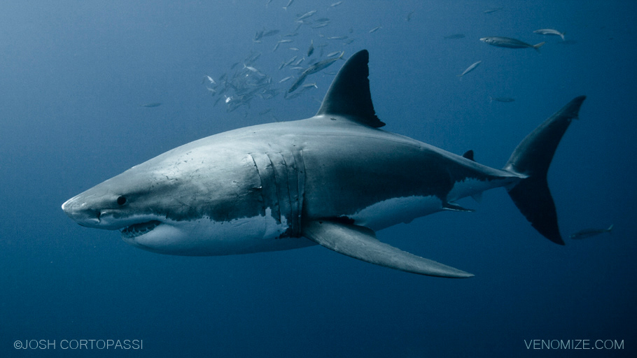 40 FEET BELOW - GUADALUPE ISLAND, MEXICO