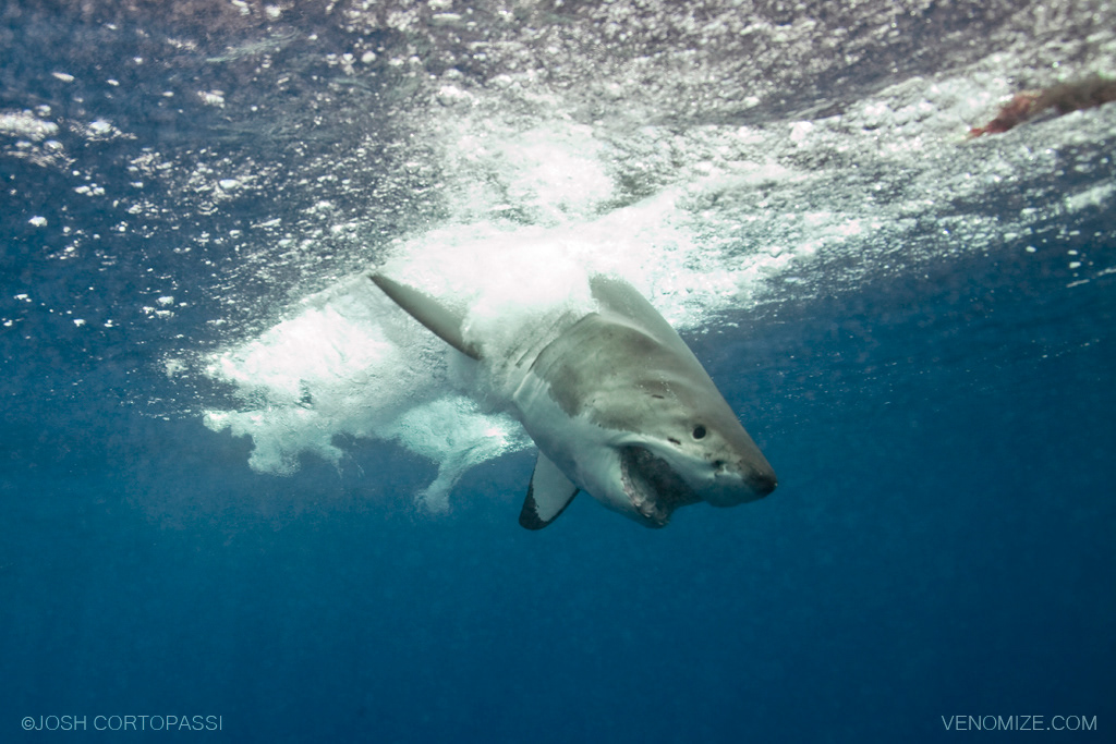 CRASHING INTO THE PACIFIC - GUADALUPE ISLAND, MEXICO
