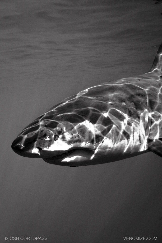 PRIMITIVE - GUADALUPE ISLAND, MEXICO