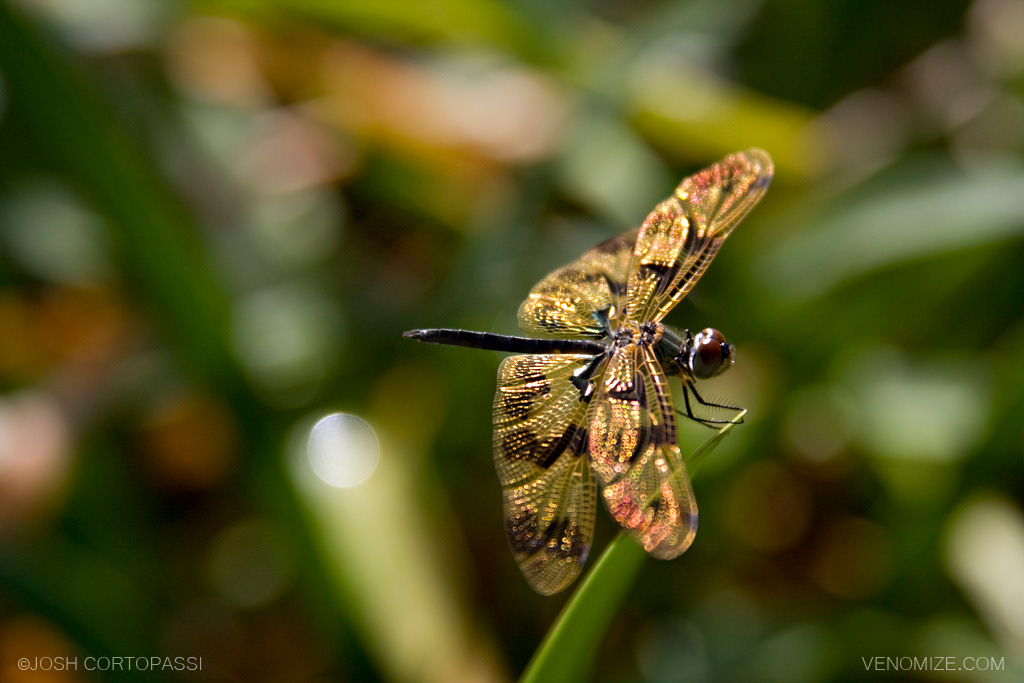 DRAGONFLY - DARWIN, AUSTRALIA