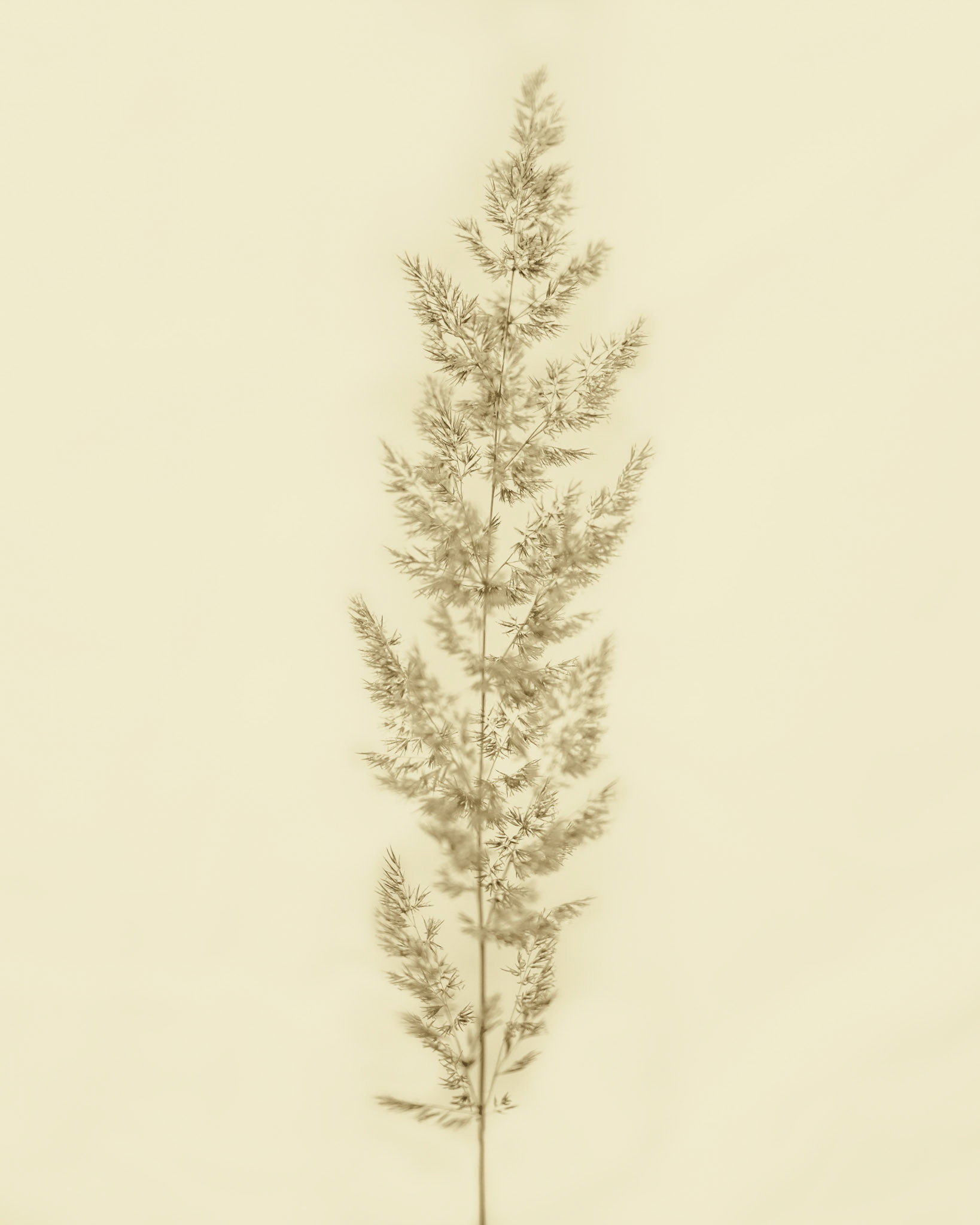 Calamagrostis varia