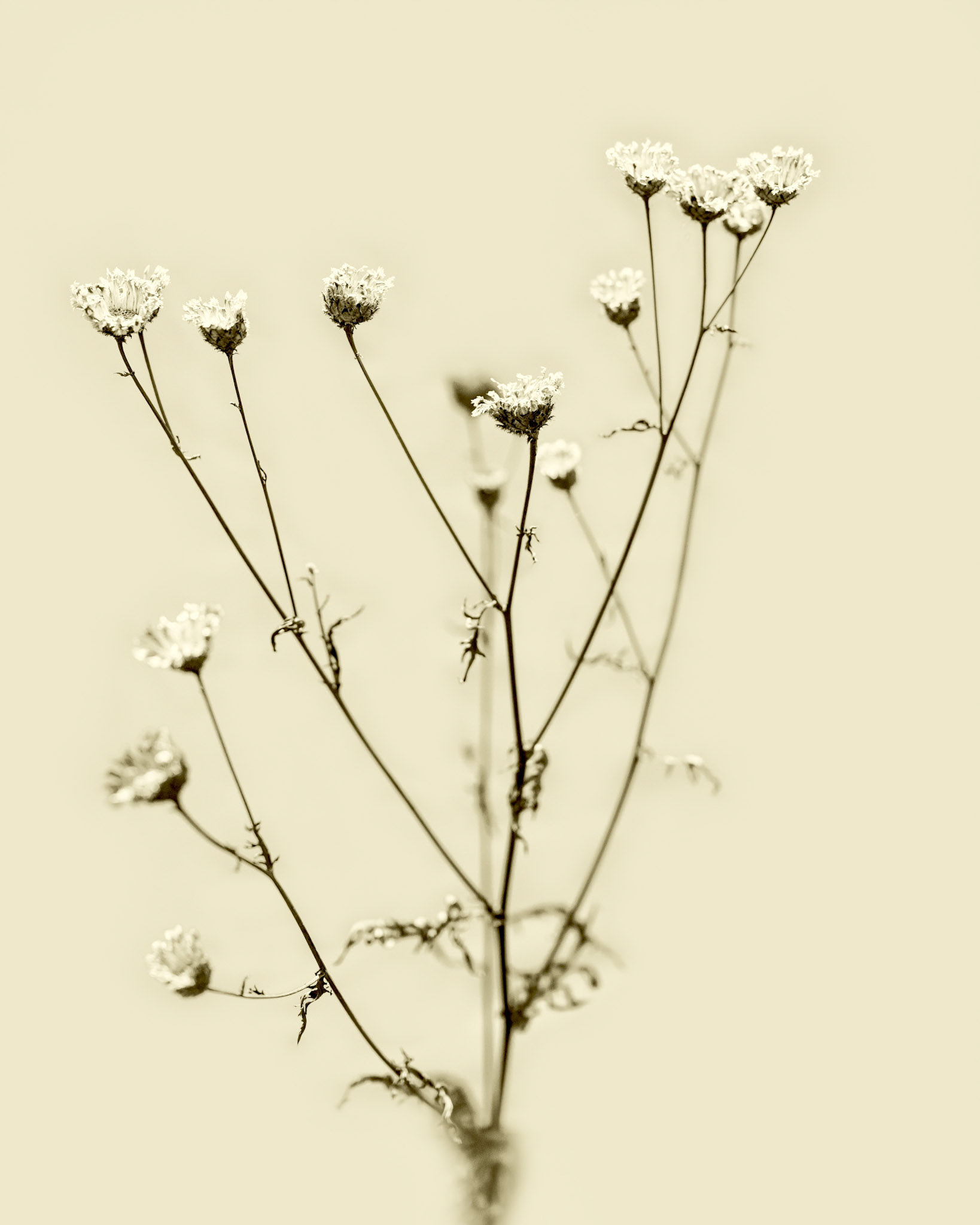 Centaurea scabiosa