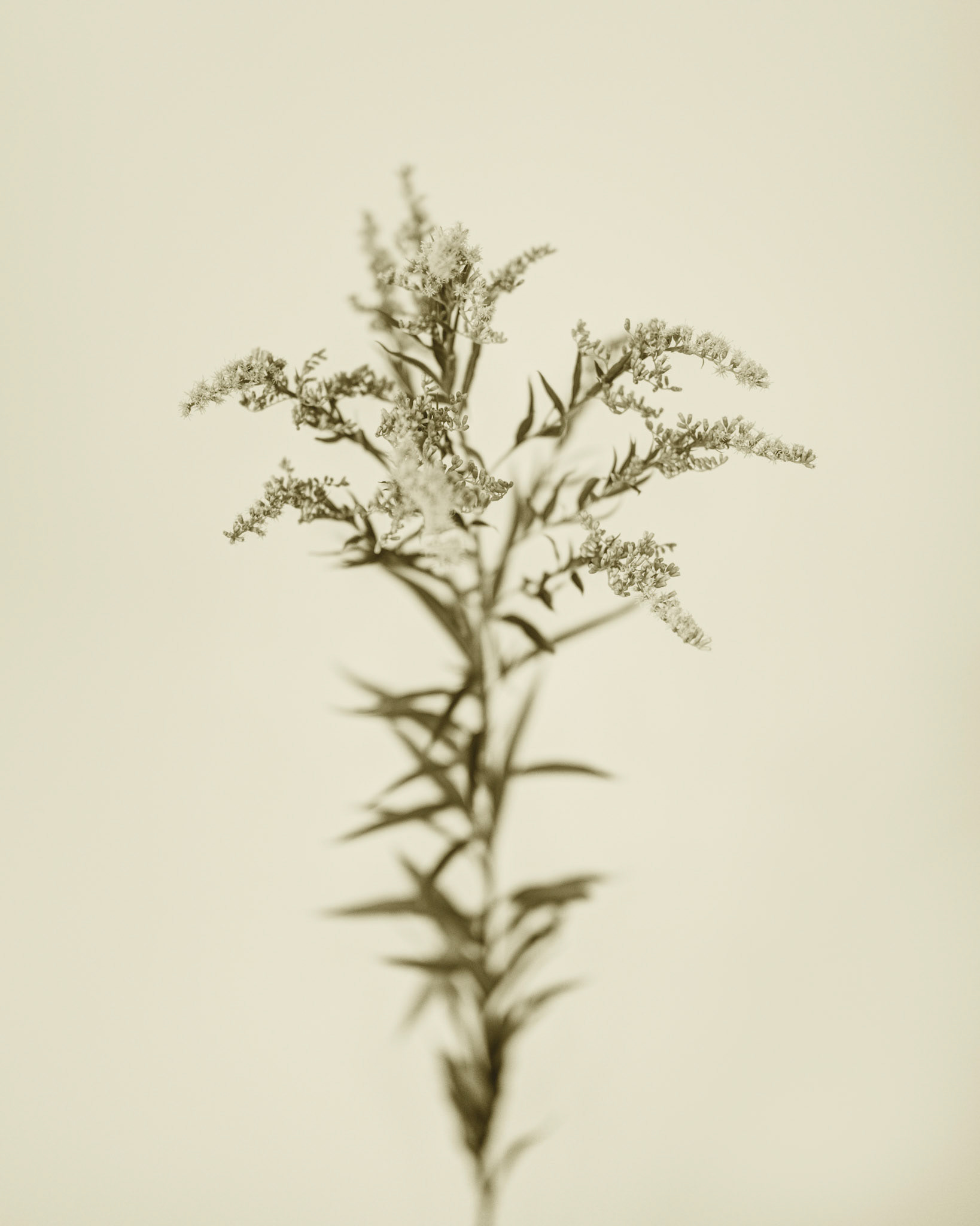 Solidago gigantea