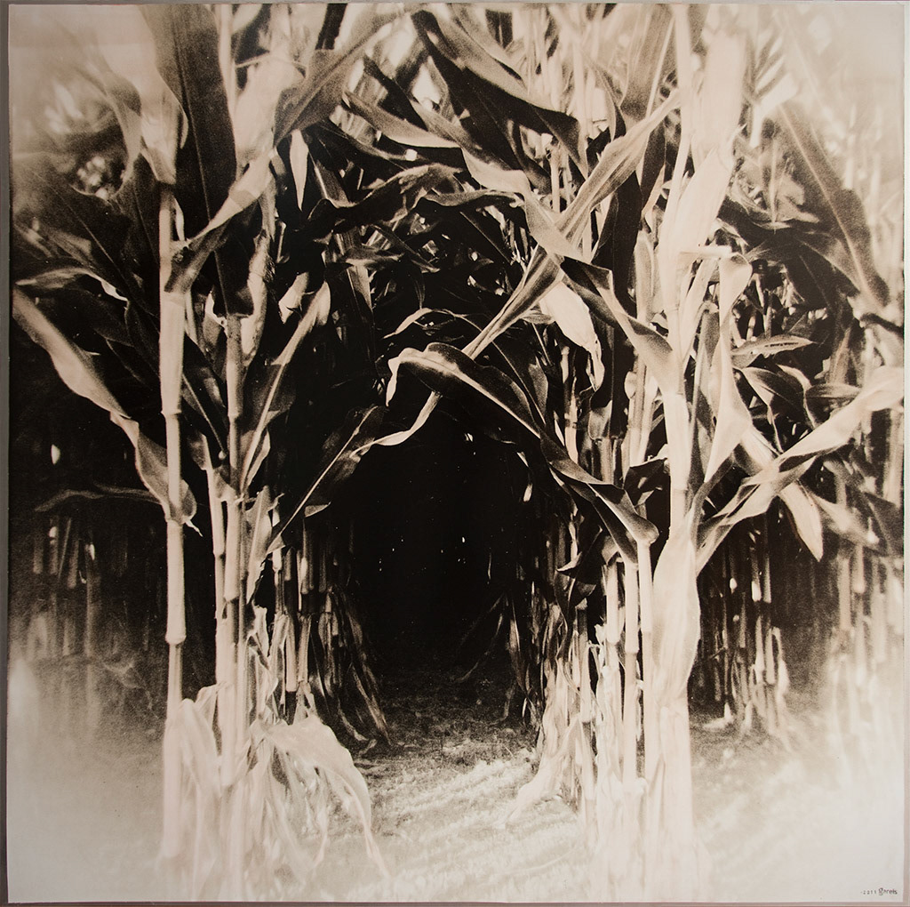 Follow the White Rabbit