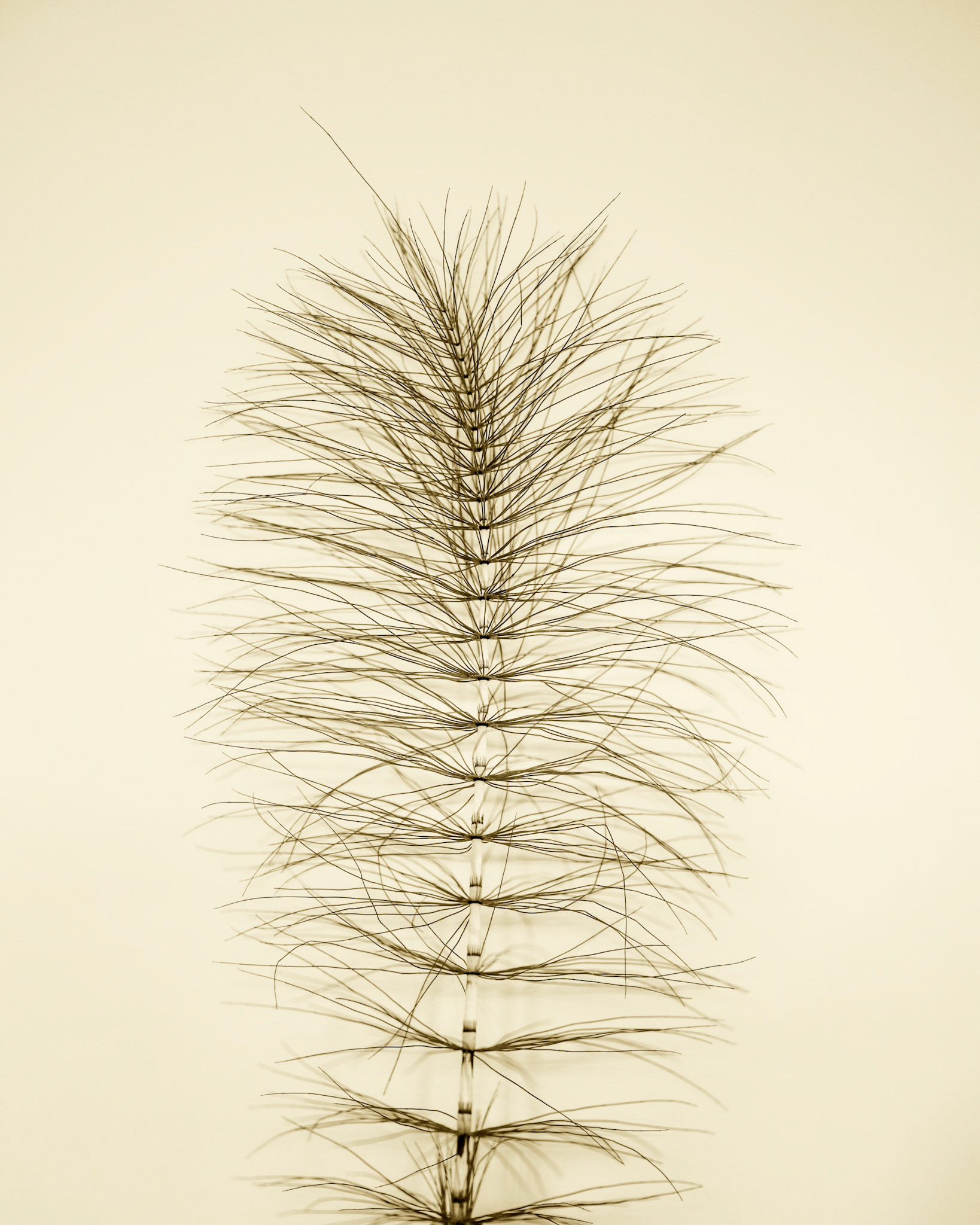Equisetum telmateia