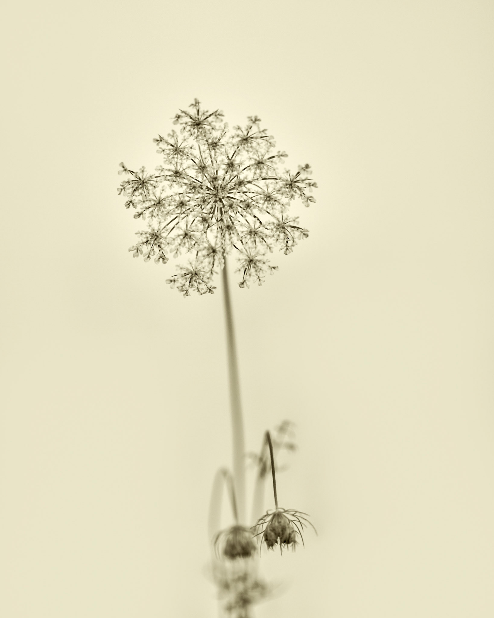 Daucus Carota
