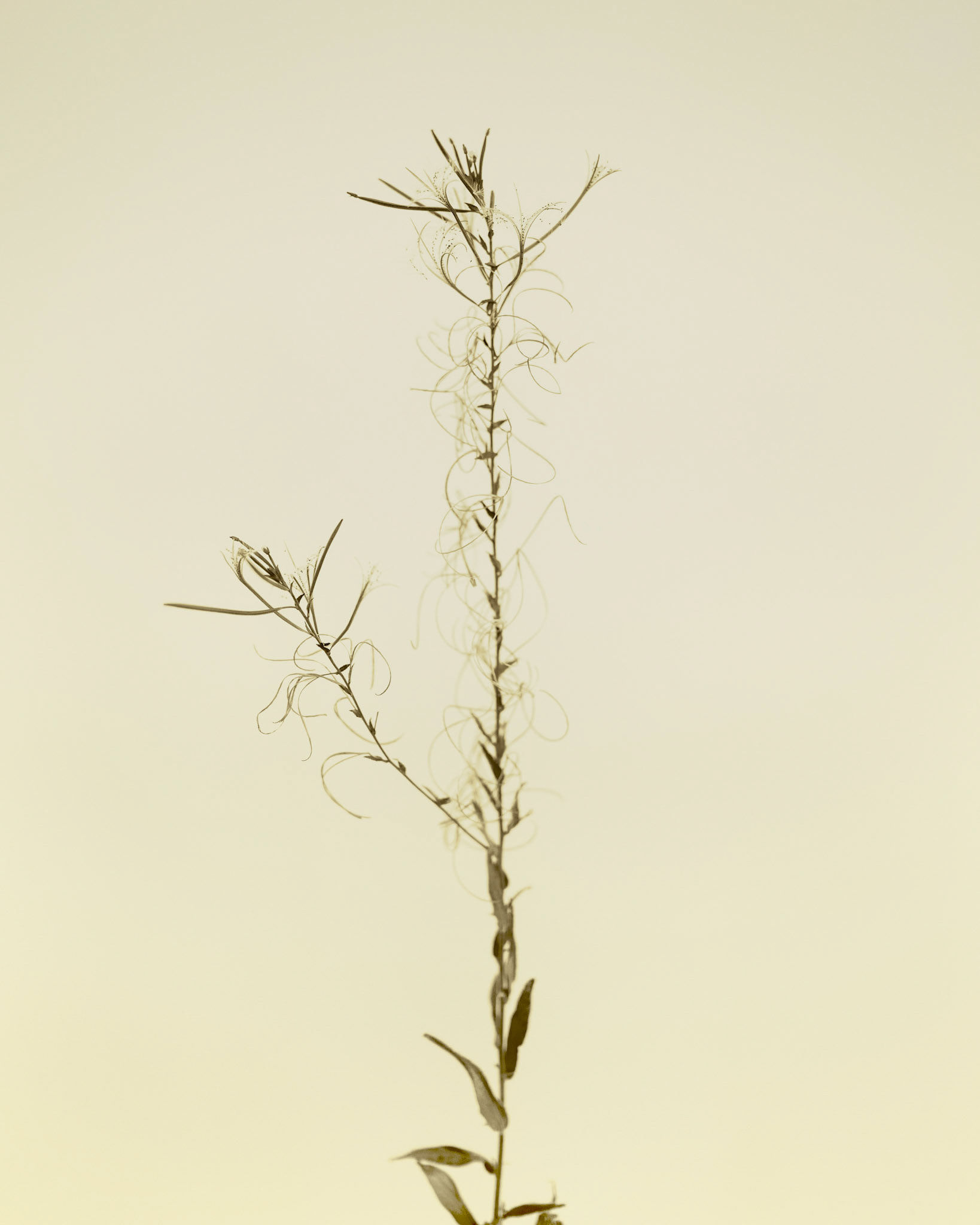 Epilobium obscurum
