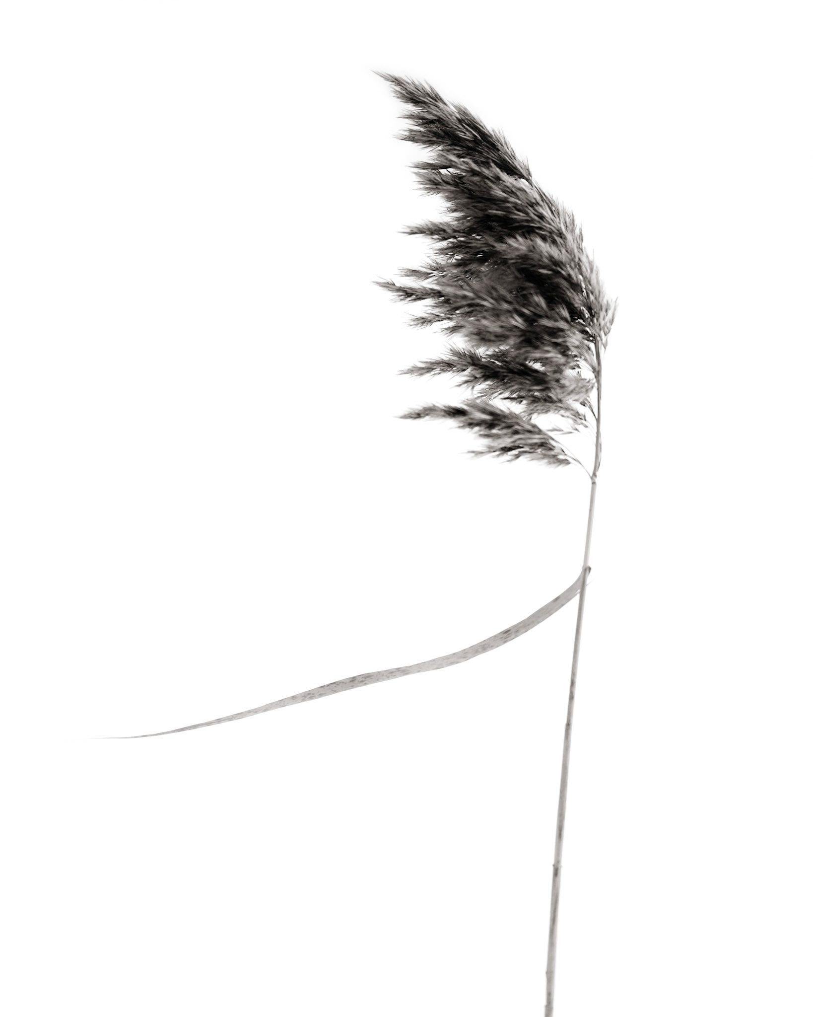 Phragmites australis