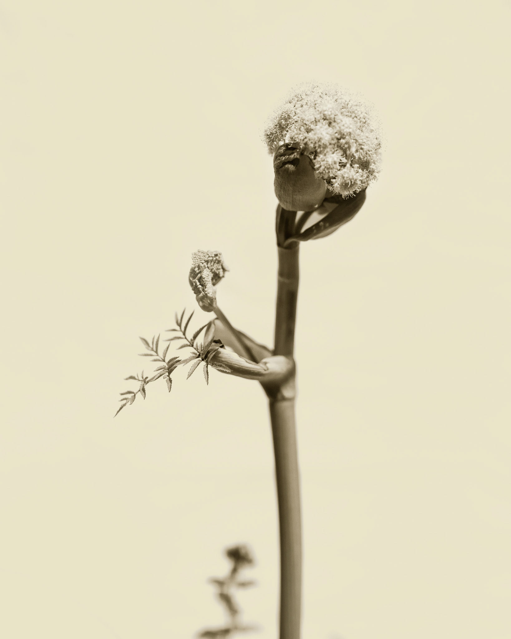 Angelica sylvestris