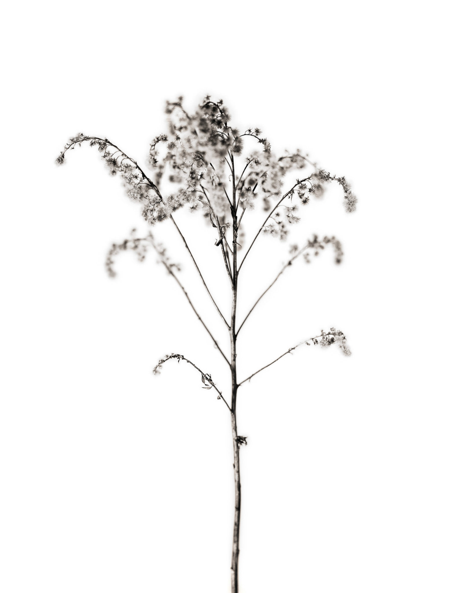 Solidago canadensis