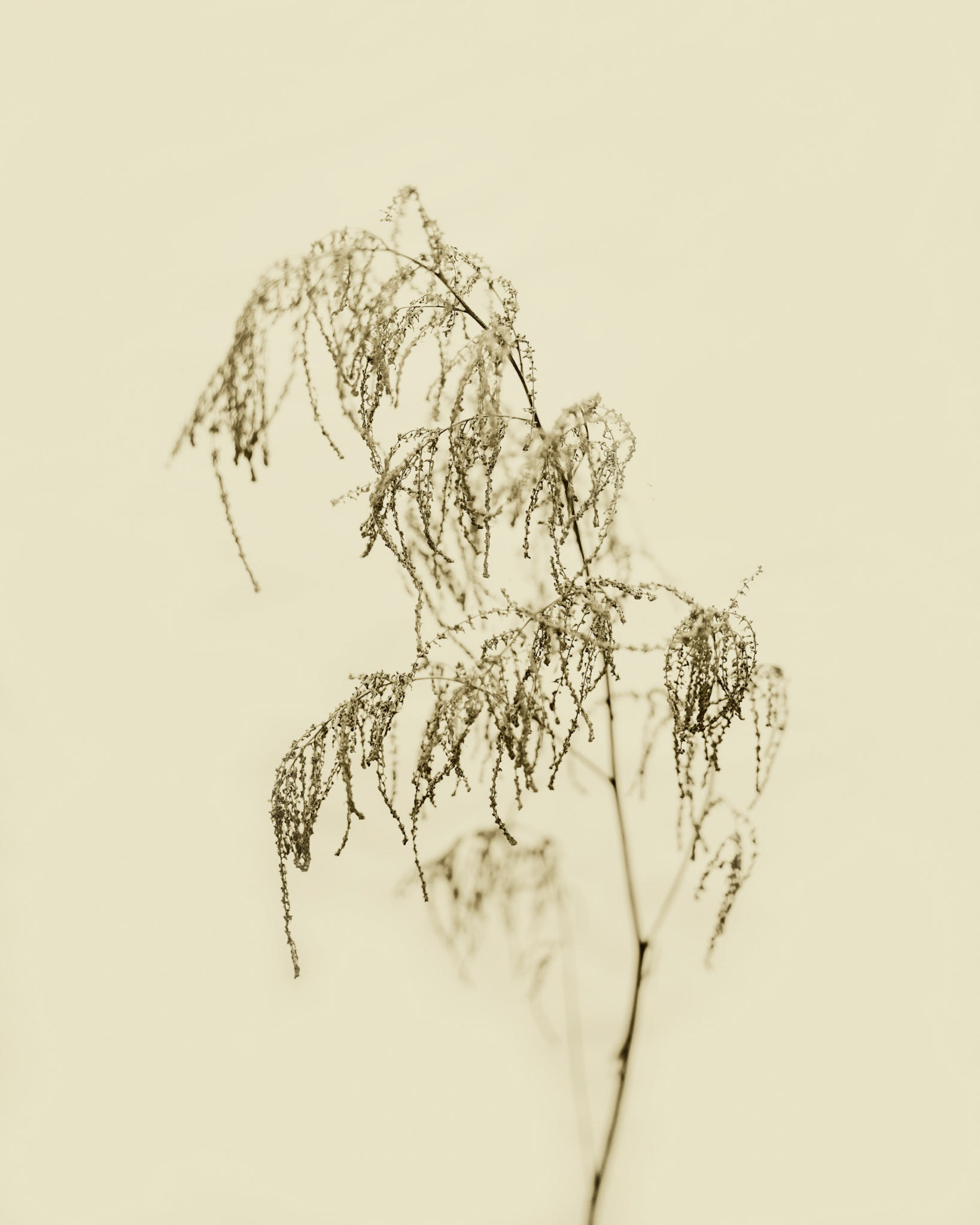 Aruncus dioicus