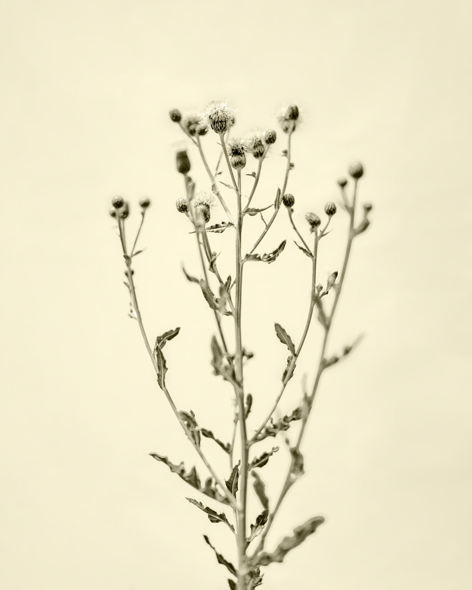 Cirsium vulgare