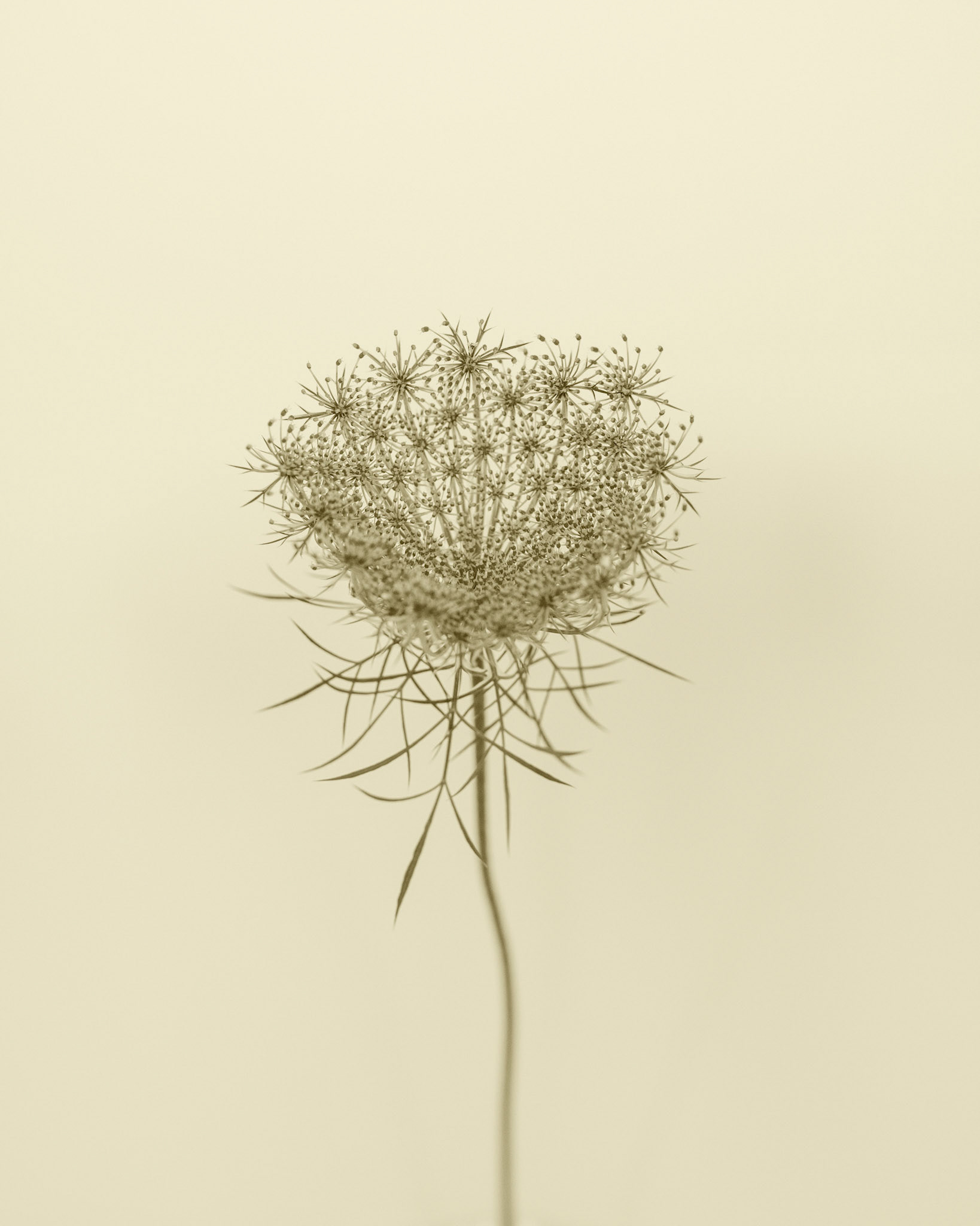 Daucus Carota