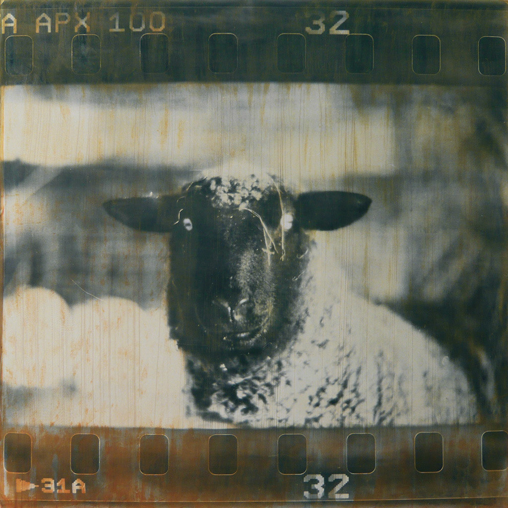 Animal Collective Life