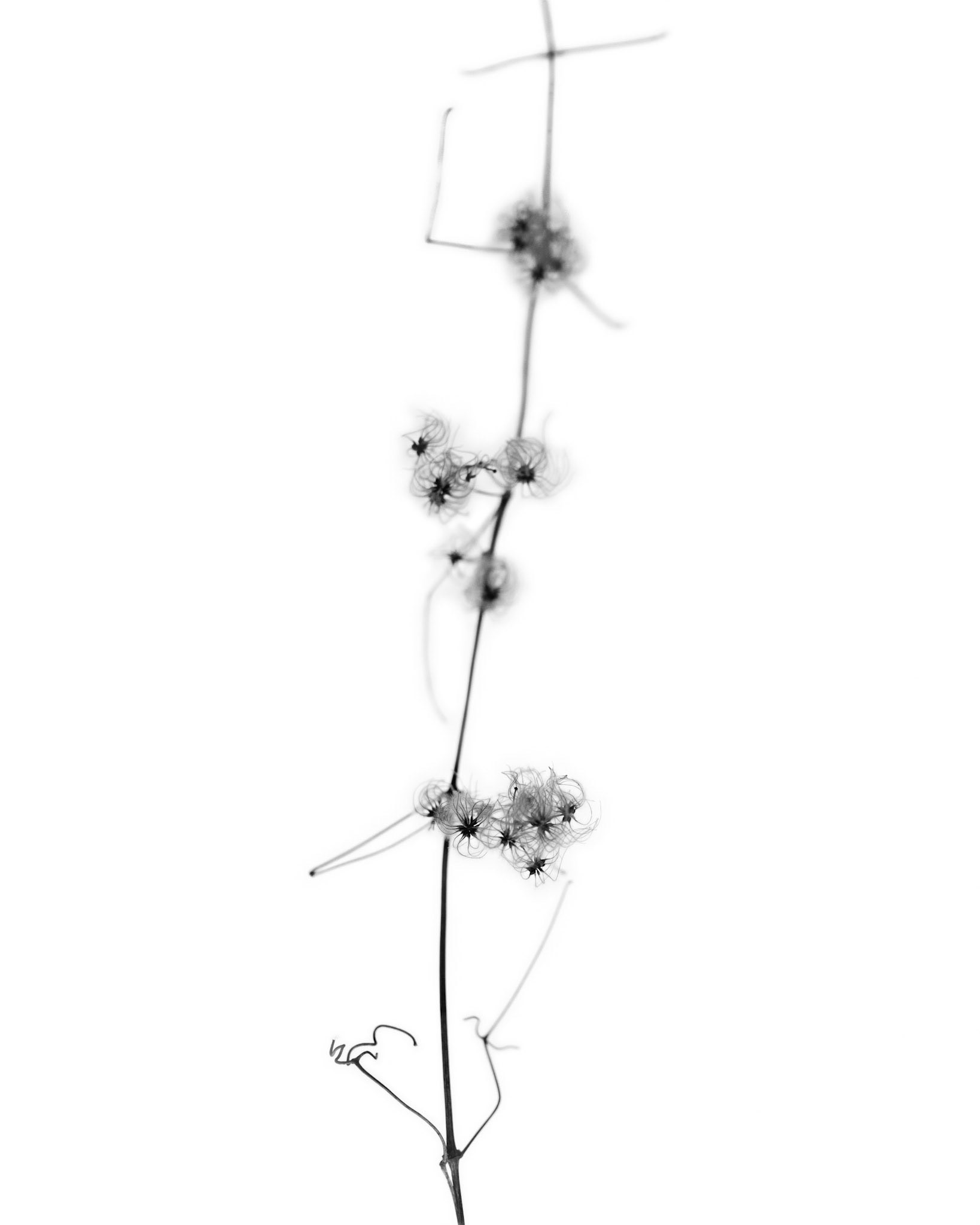 Celmatis vitalba