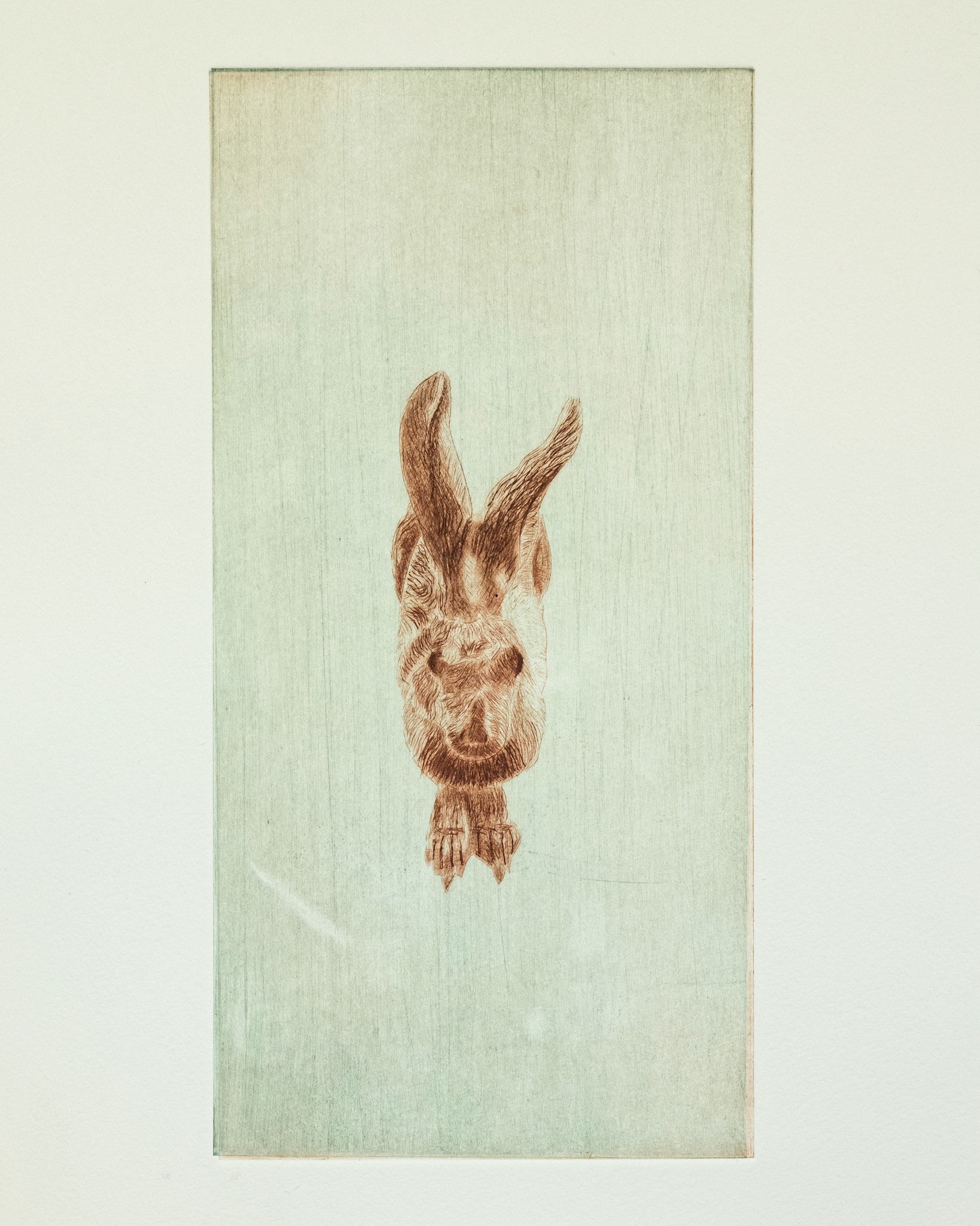 Dürer‘s Hase