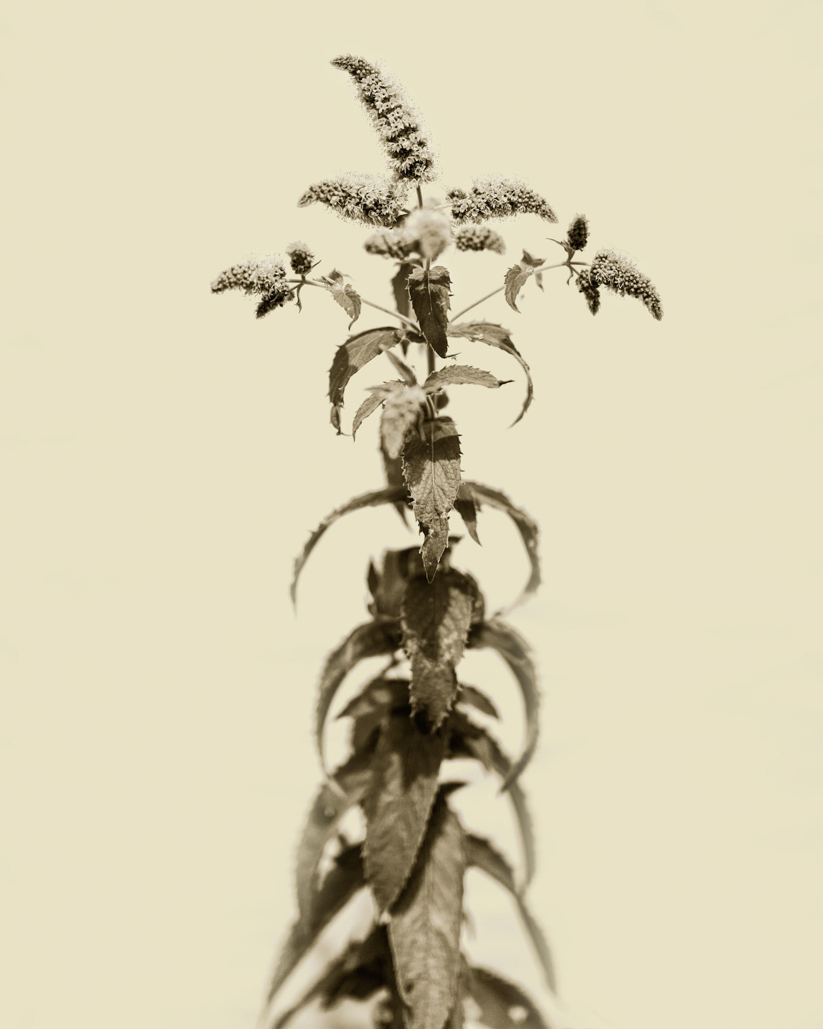 Mentah longifolia