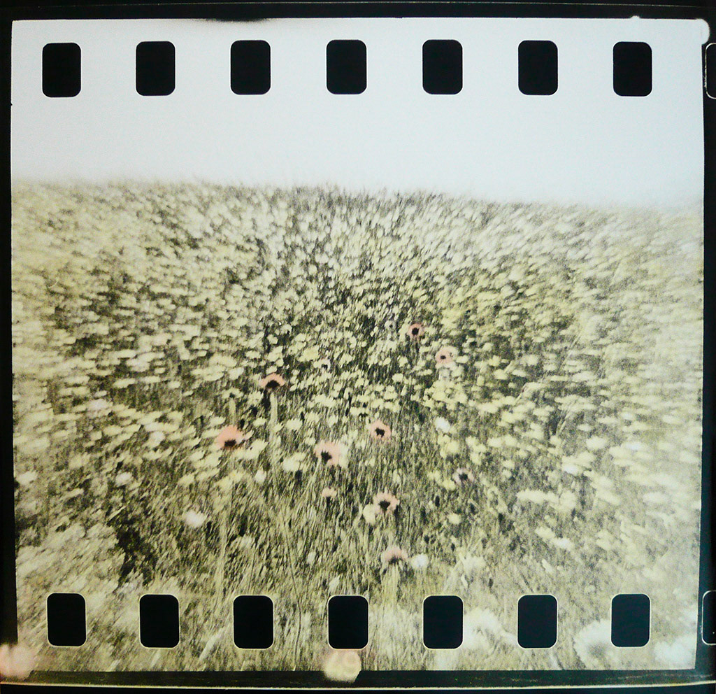 Now that I am gone I left some flowers