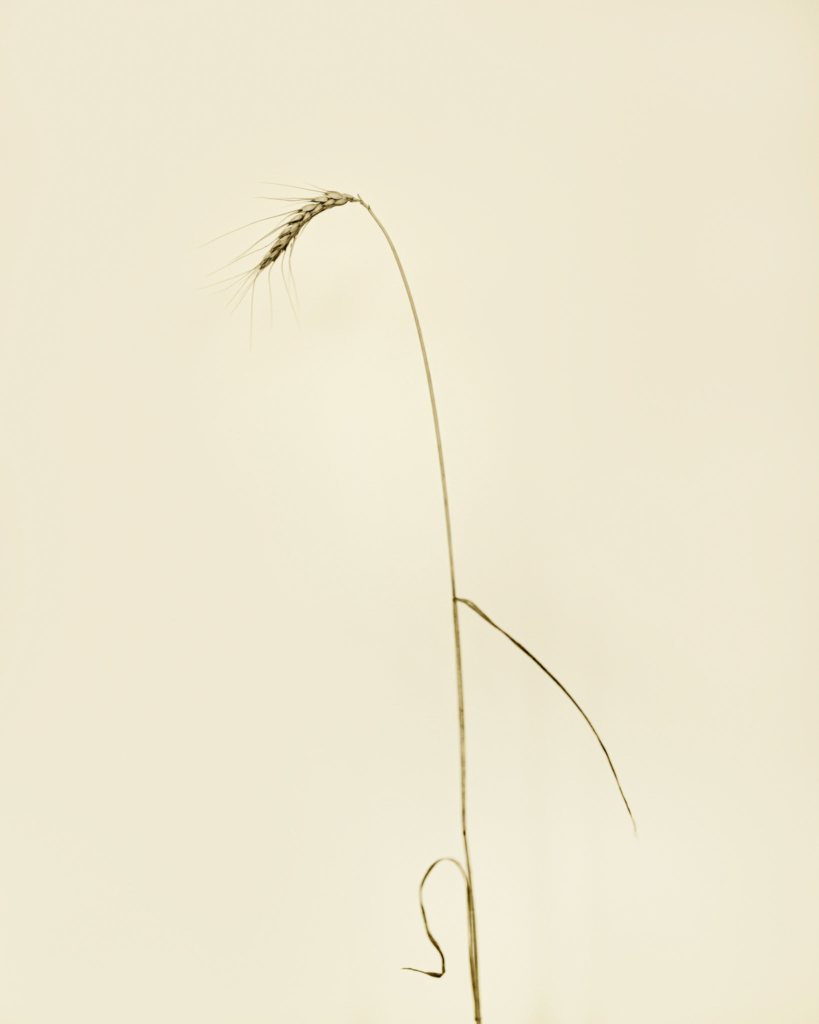 Hordeum vulgare