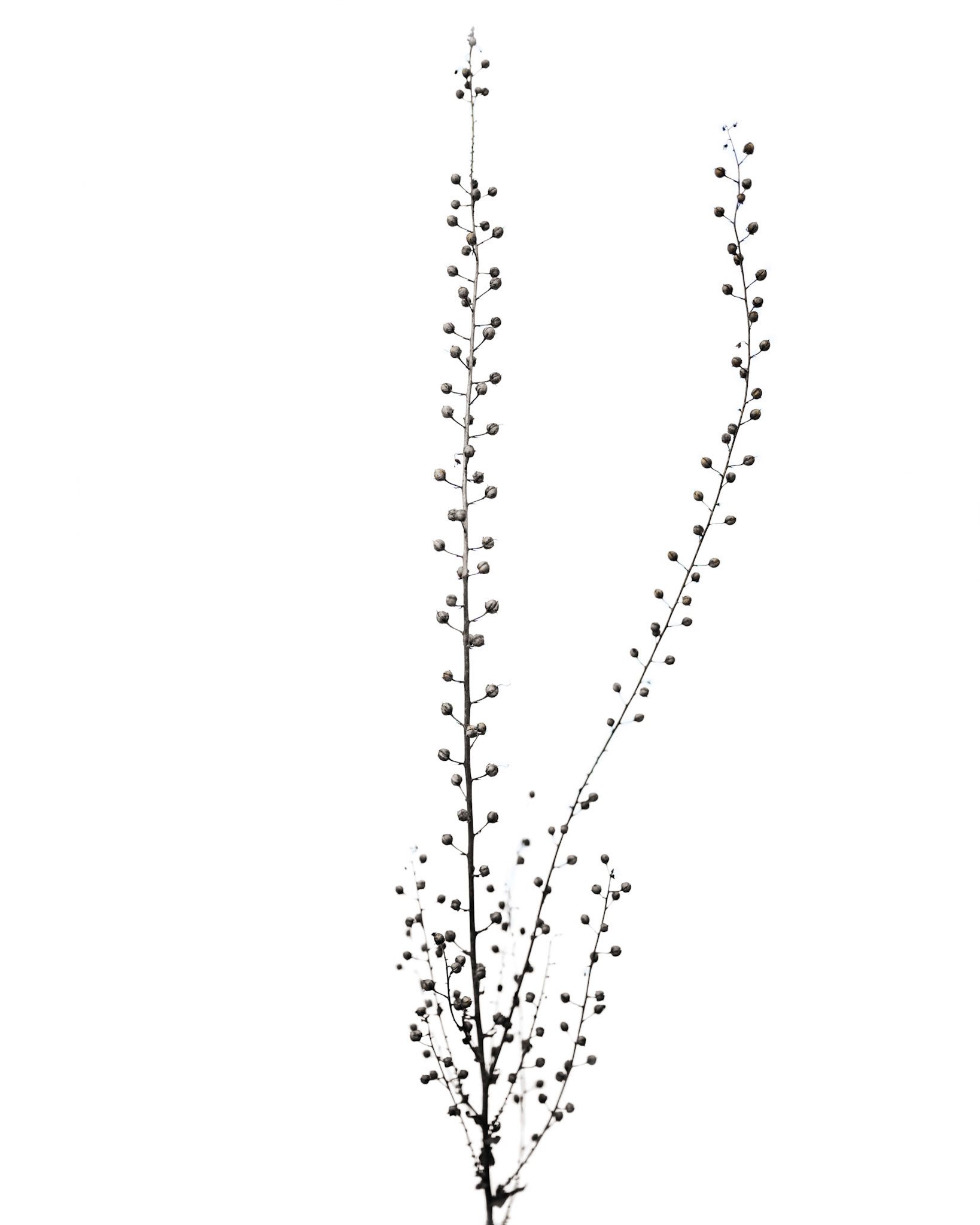 Neslia paniculata