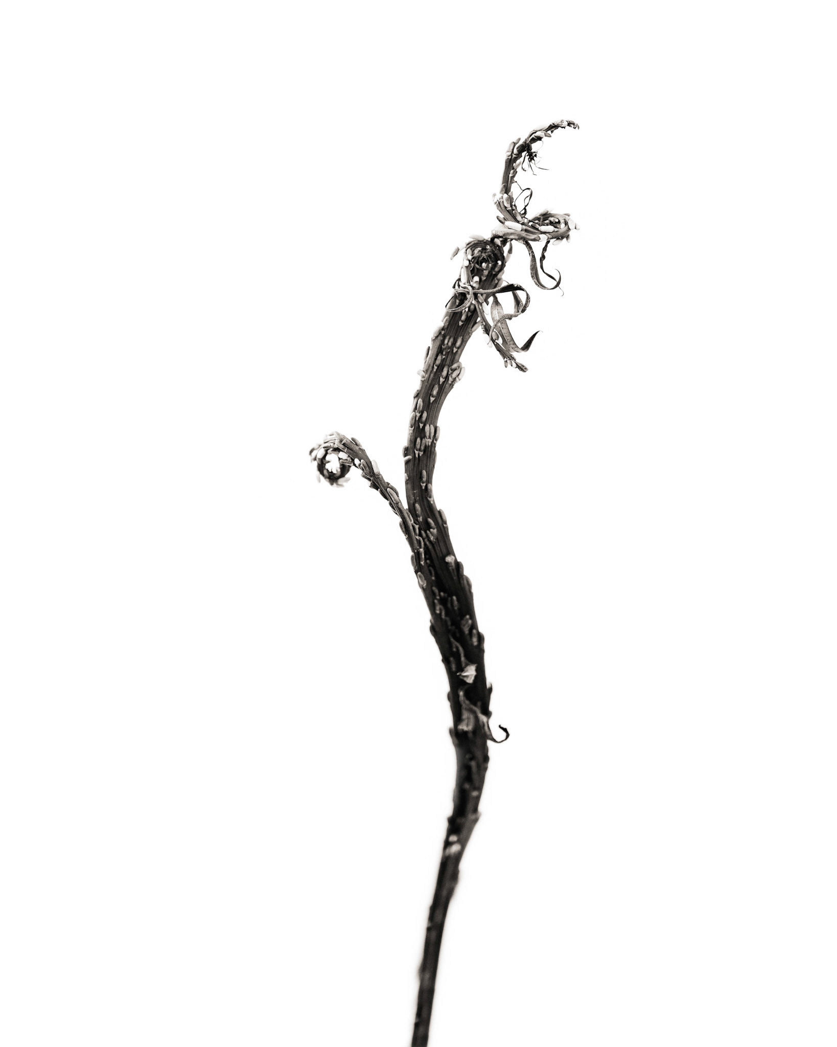 Salix sachalinensis